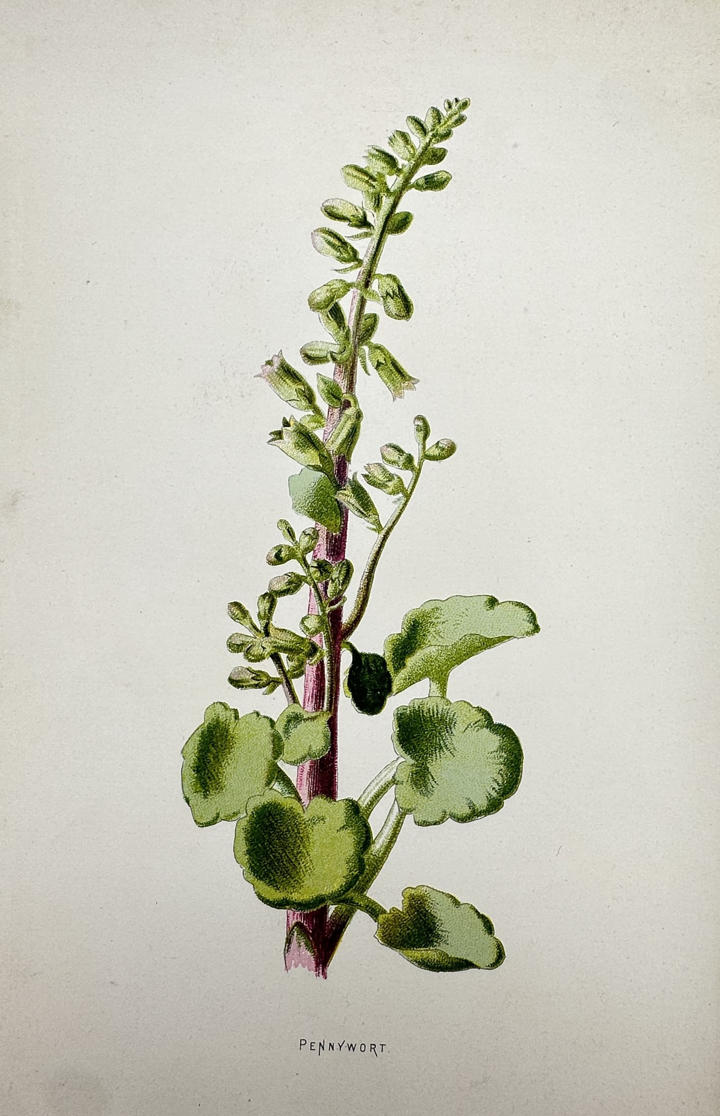 Frederick Edward Hulme (1841–1909) – View of the Pennywort – Chromolithograph (1875–1900): Pennywort. This print illustrates the botanical features of the pennywort plant, specifically focusing on its rounded leaves and upright flowering stalk. The work is from the series Familiar Wild Flow
