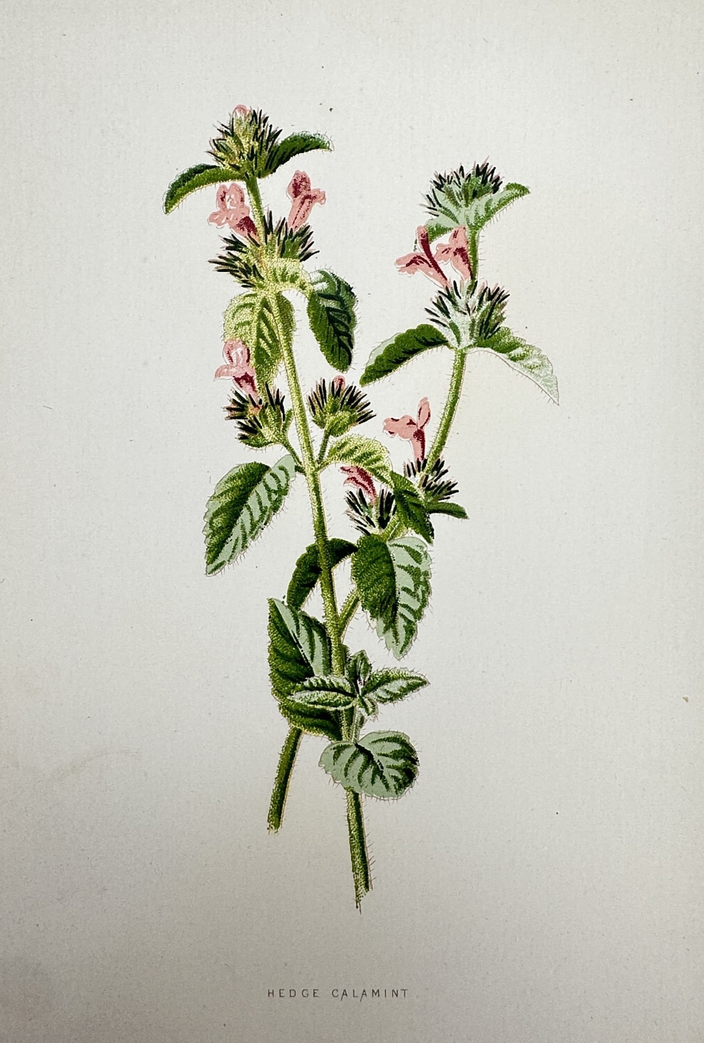 Frederick Edward Hulme (1841–1909) – View of the Hedge Calamint – Chromolithograph (1 of 2)