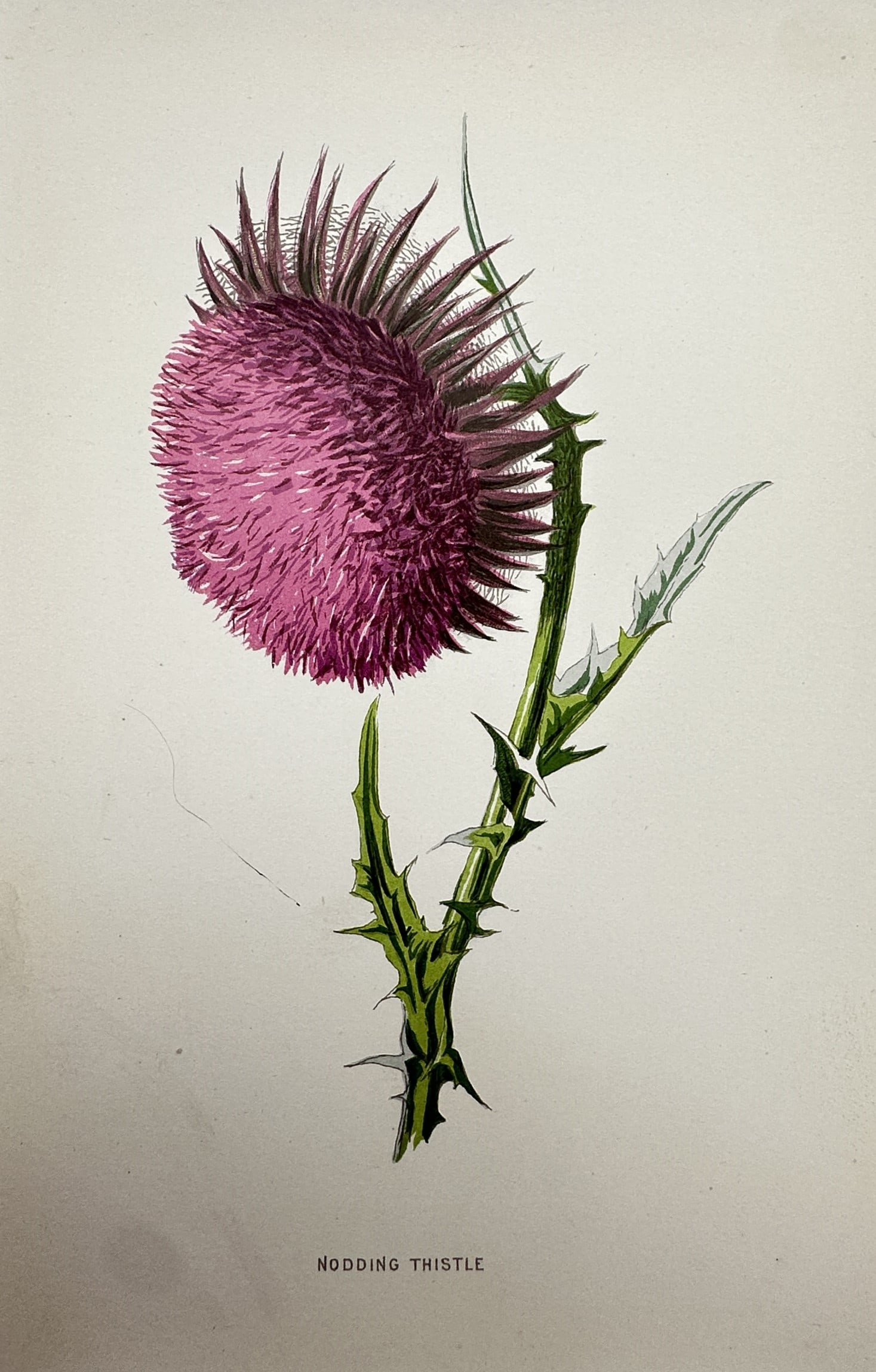 Frederick Edward Hulme (1841–1909) – View of the Nodding Thistle – Chromolithograph (1 of 2)