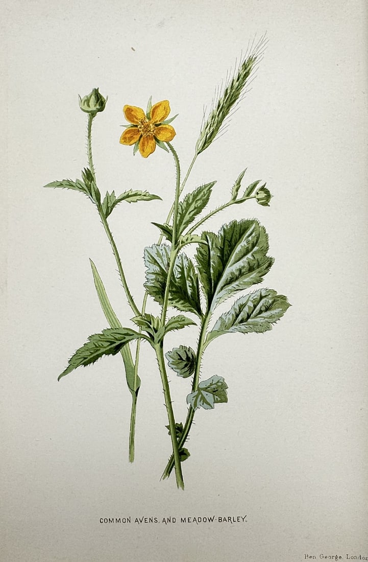 Frederick Edward Hulme (1841–1909) – View of the Common Avens and Meadow-Barley: "Common Avens and Meadow-Barley." This print illustrates the botanical features of the Common Avens, with its characteristic yellow five-petaled flower, alongside a stalk of Meadow-Barley. The work is