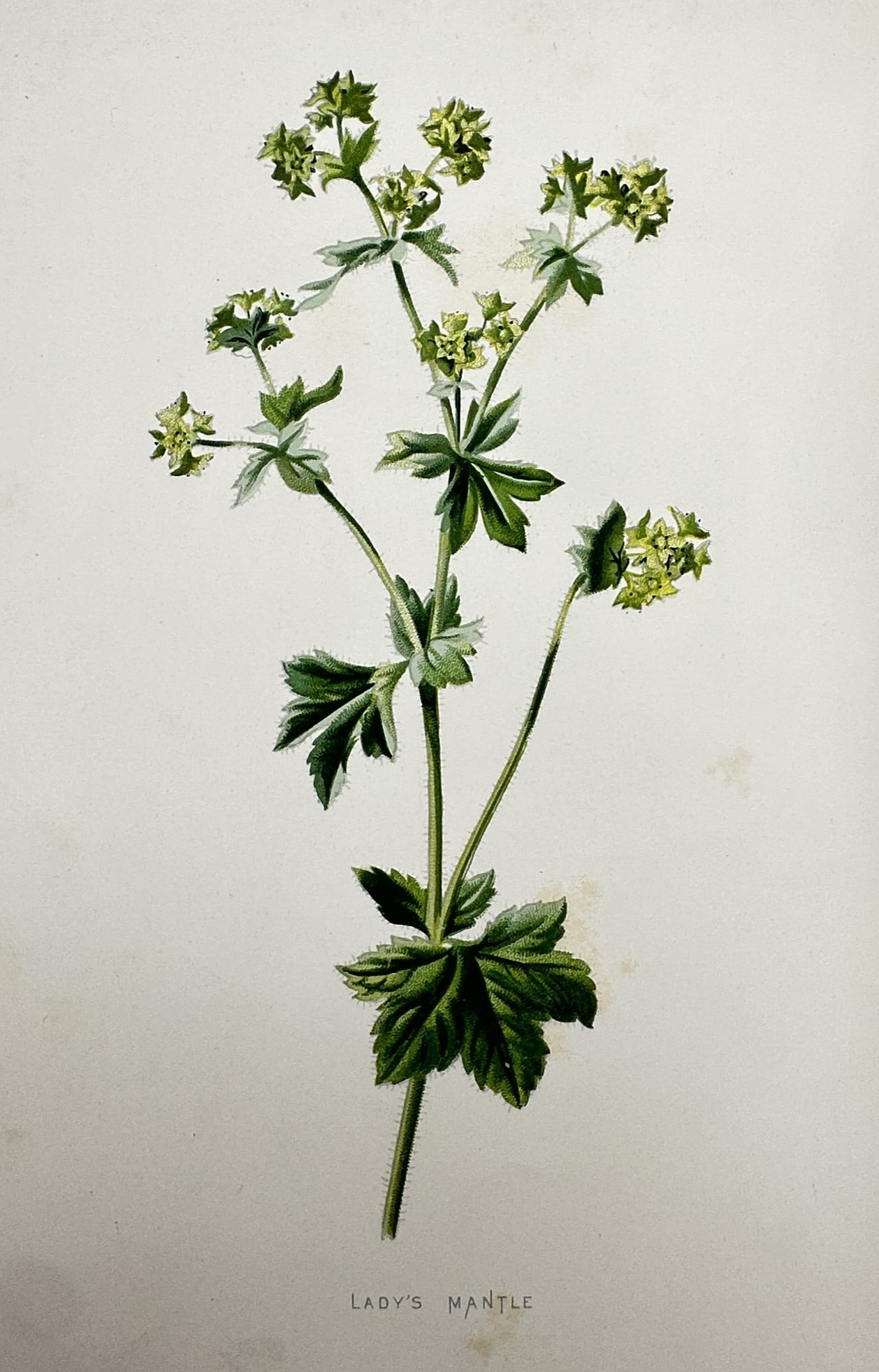Frederick Edward Hulme (1841–1909) – View of the Lady's-Mantle – Chromolithograph (1 of 2)