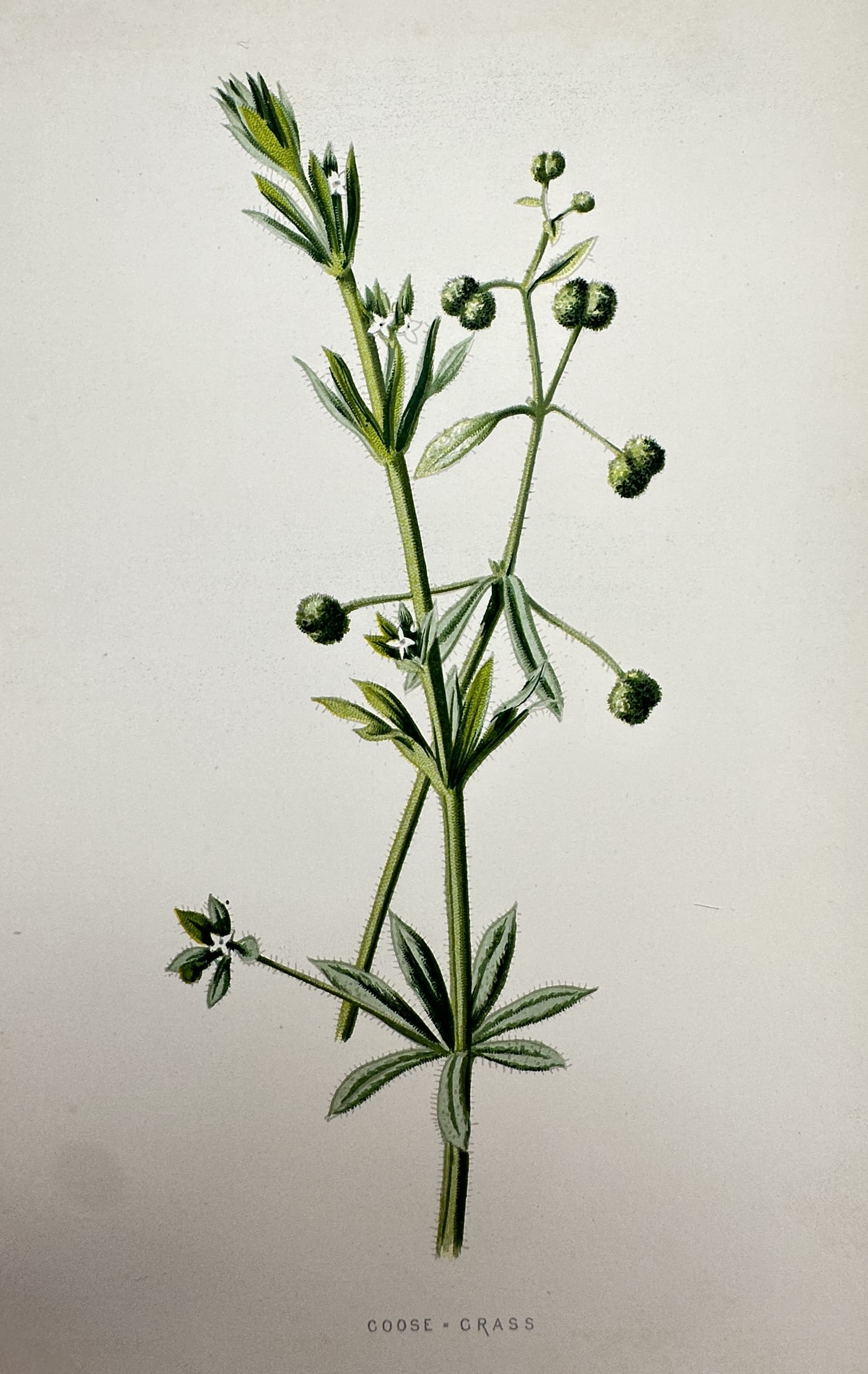Frederick Edward Hulme (1841–1909) – View of the Goose-Grass – Chromolithograph (1875–1900) (1 of 2)