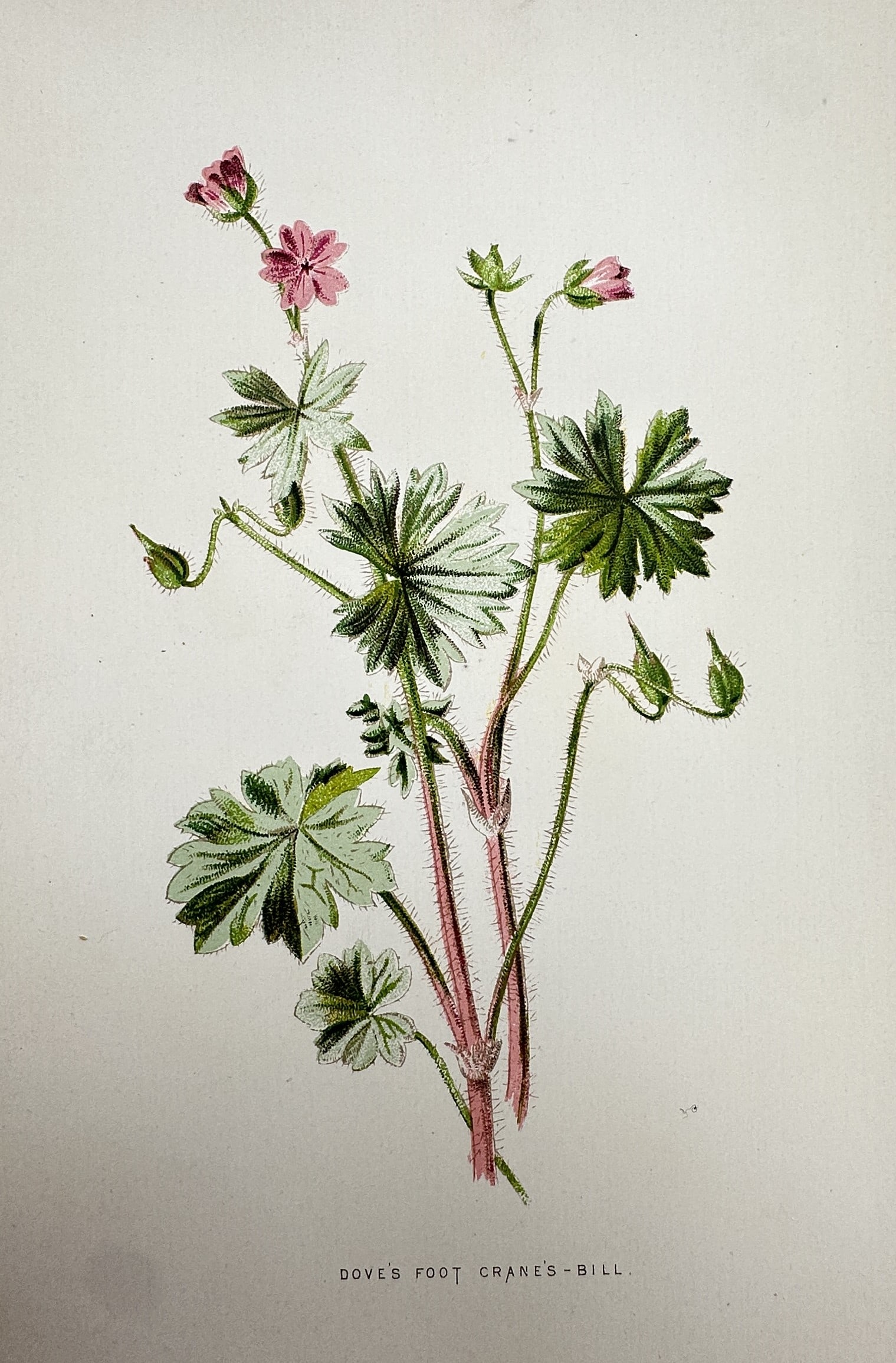 Frederick Edward Hulme (1841–1909) – View of the Dove's-Foot Crane's-Bill – Chromolithograph: Dove's-Foot Crane's-Bill. This print illustrates the botanical features of the dove's-foot crane's-bill, showcasing its small pink flowers, hairy reddish stems, and deeply lobed leaves that resemble t