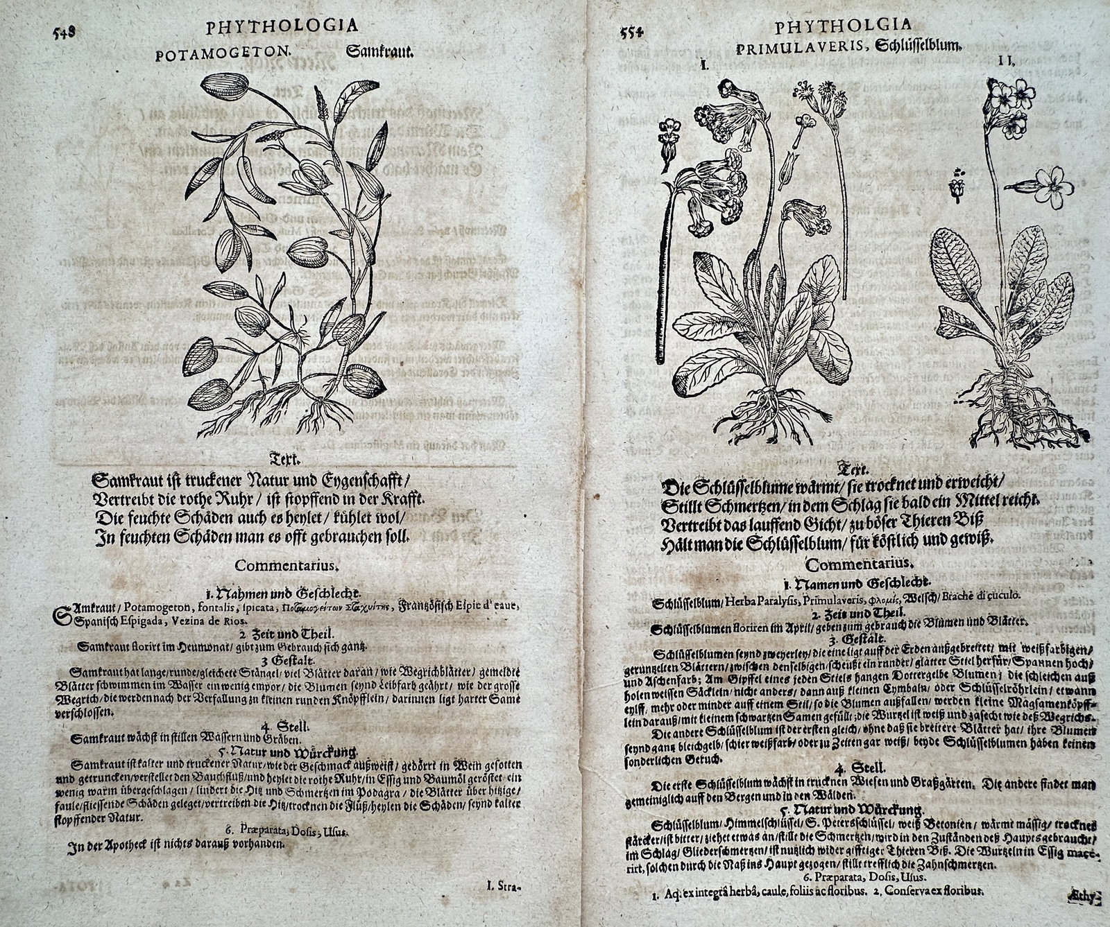 Pietro Andrea Mattioli (1501–1577) – Set of 2: Views of Pondweed and Primrose – Woodcut (1590) (1 of 2)