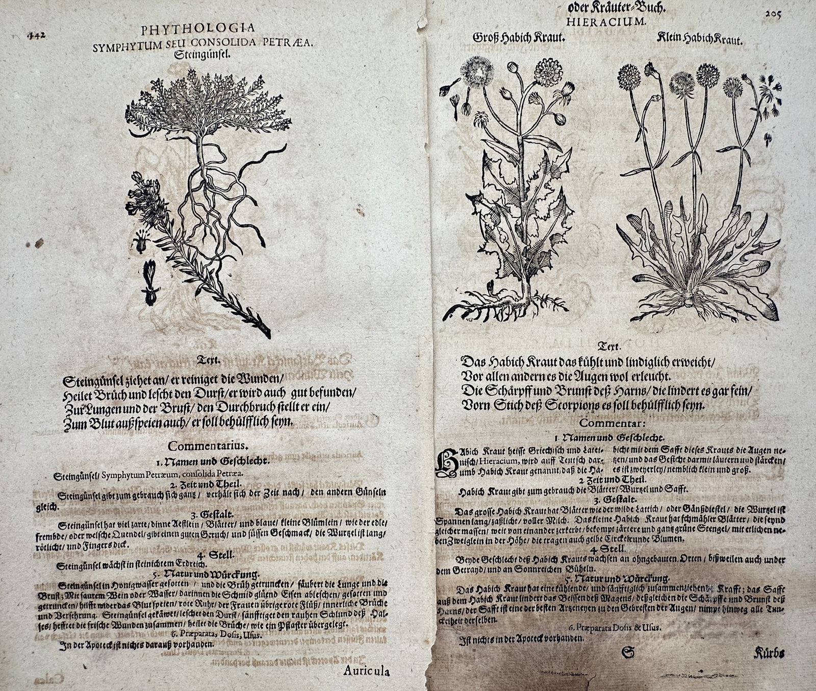 Pietro Andrea Mattioli (1501–1577) – Set of 2: Views of Comfrey and Hawkweed – Woodcut (1590) (1 of 2)