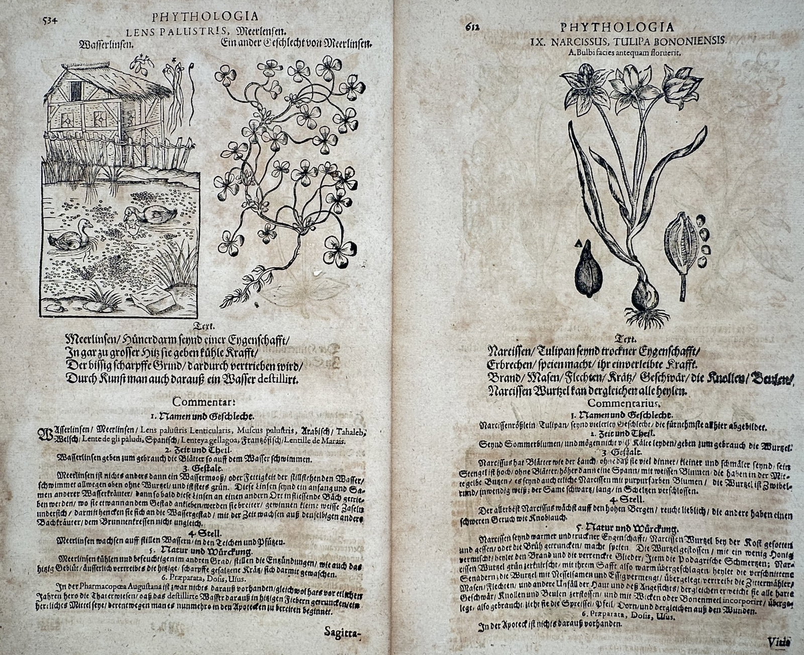 Pietro Andrea Mattioli (1501–1577) – Set of 2: Views of Duckweed and Narcissus – Woodcut: "Lens Palustris" and "Narcissus." These prints illustrate the botanical features of duckweed (shown in a pond setting with ducks and a building) and the narcissus flower (including its bulb and seed p