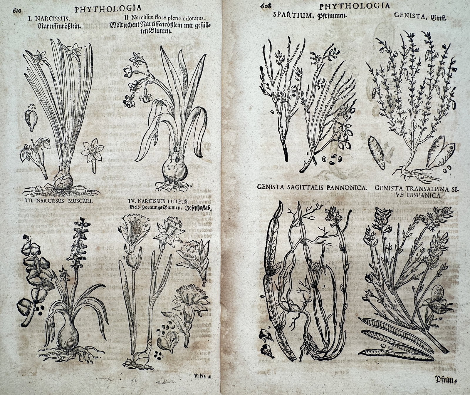 Pietro Andrea Mattioli (1501–1577) – Set of 2: Views of Narcissus and Broom – Woodcut (1590): "Narcissus" and "Spartium / Genista." This set of woodcuts illustrates several varieties of the narcissus flower, including detailed depictions of bulbs and blooms, alongside various species of broom 