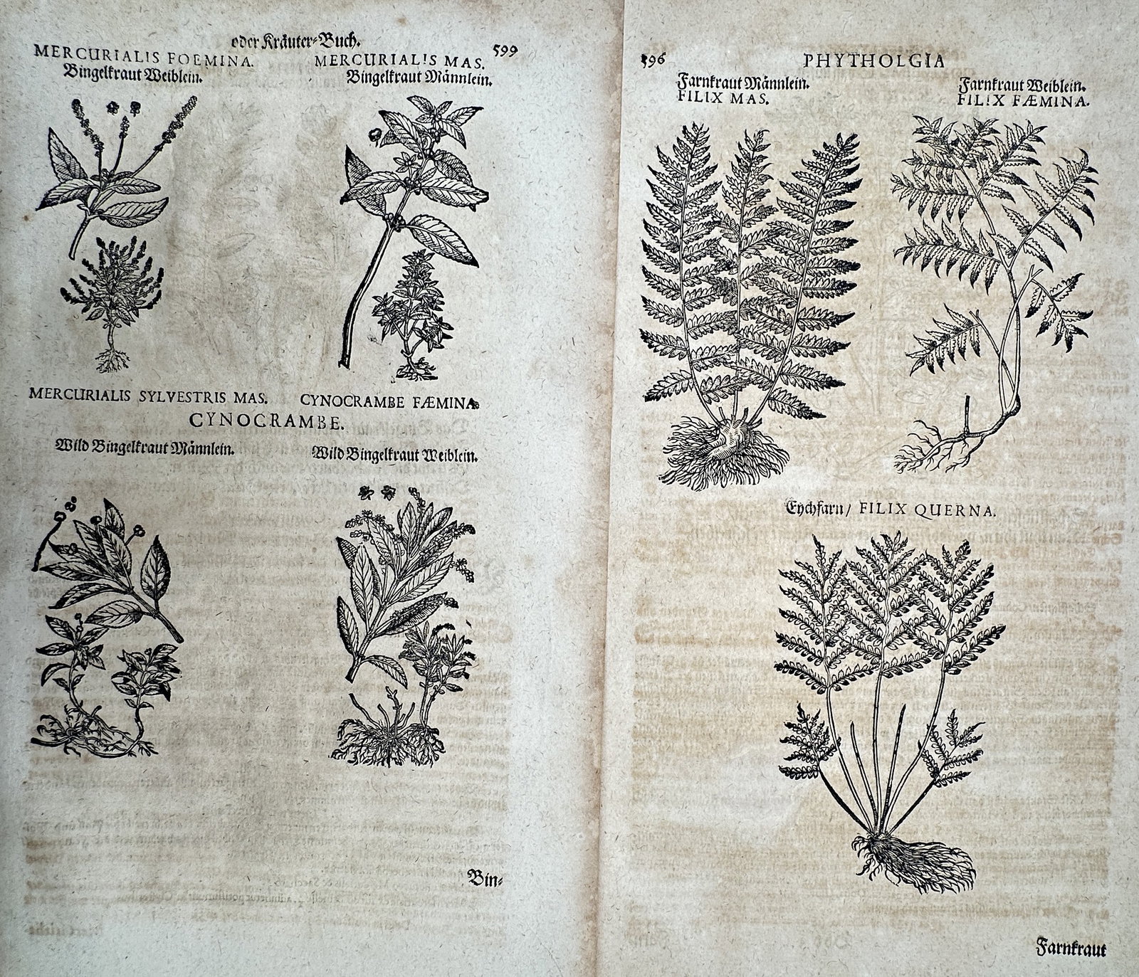 Pietro Andrea Mattioli (1501–1577) – Set of 2: Views of Mercury and Ferns – Woodcut (1590): "Mercurialis" and "Filix." This set of woodcuts illustrates several varieties of mercury plants and ferns, including detailed botanical renderings of leaves, stems, and root structures. These works ar