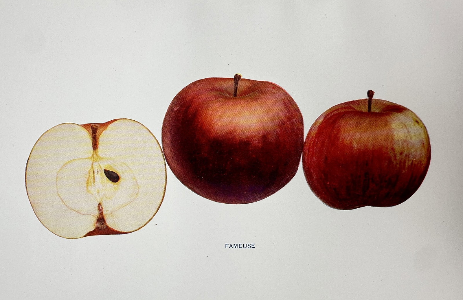 Spencer Ambrose Beach (1860–1922) – View of the Fameuse Apple – Chromolithograph (1905): "Fameuse." This print illustrates the Fameuse apple variety, showing two whole fruits with deep red skin alongside a cross-section revealing the white flesh and seed core. The work is from the report 