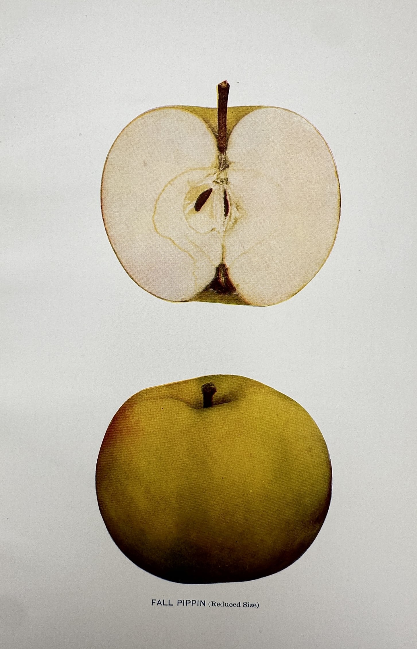 Spencer Ambrose Beach (1860–1922) – View of the Fall Pippin Apple – Chromolithograph (1905) (1 of 2)