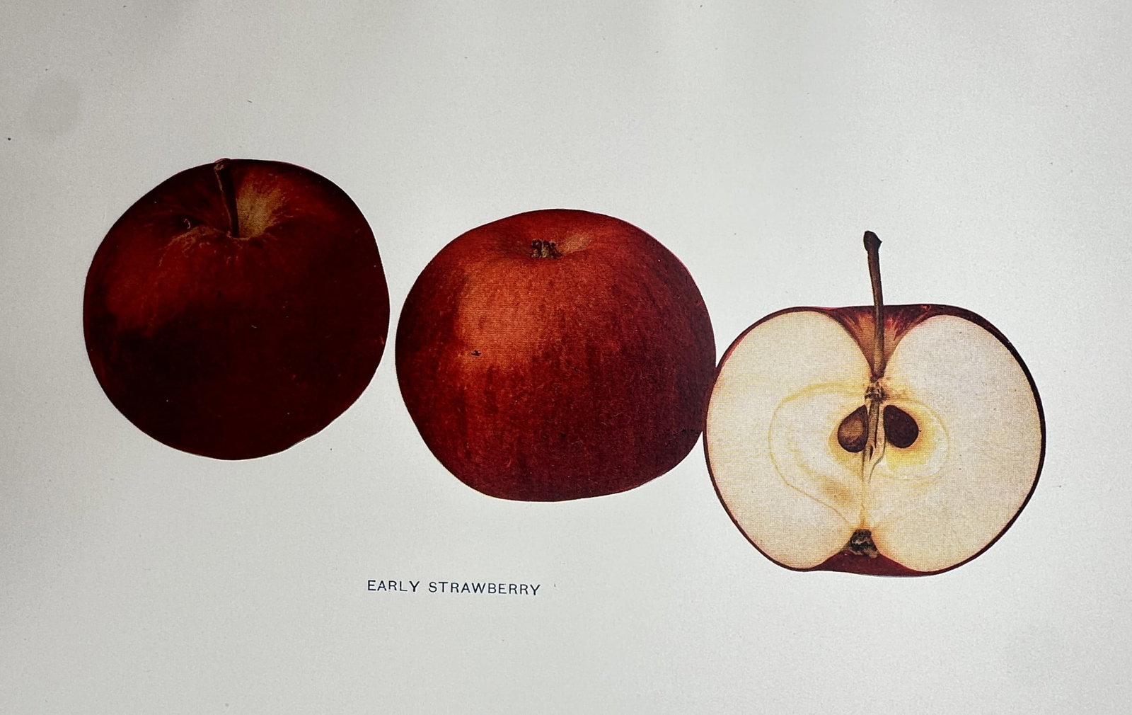 Spencer Ambrose Beach (1860–1922) – View of the Early Strawberry Apple – Chromolithograph (1 of 2)
