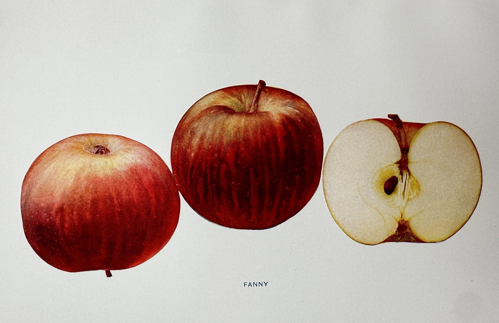 Spencer Ambrose Beach (1860–1922) – View of the Fanny Apple – Chromolithograph (1905) (1 of 2)