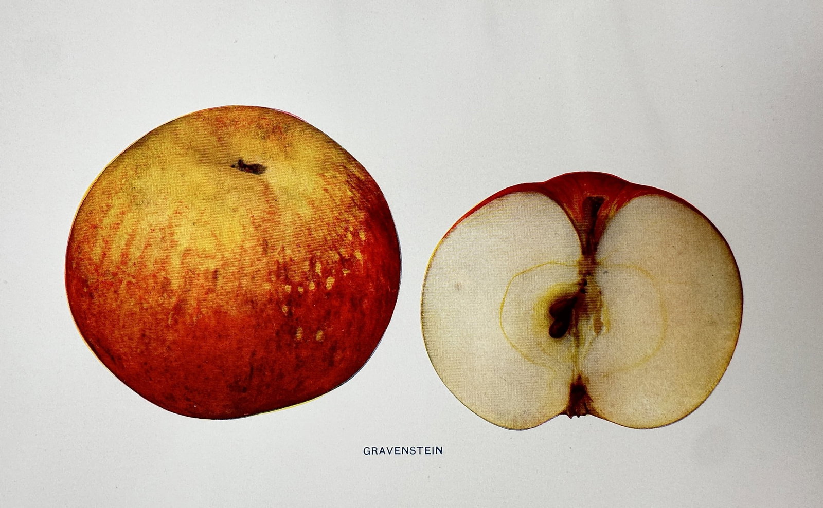 Spencer Ambrose Beach (1860–1922) – View of the Gravenstein Apple – Chromolithograph (1905) (1 of 2)
