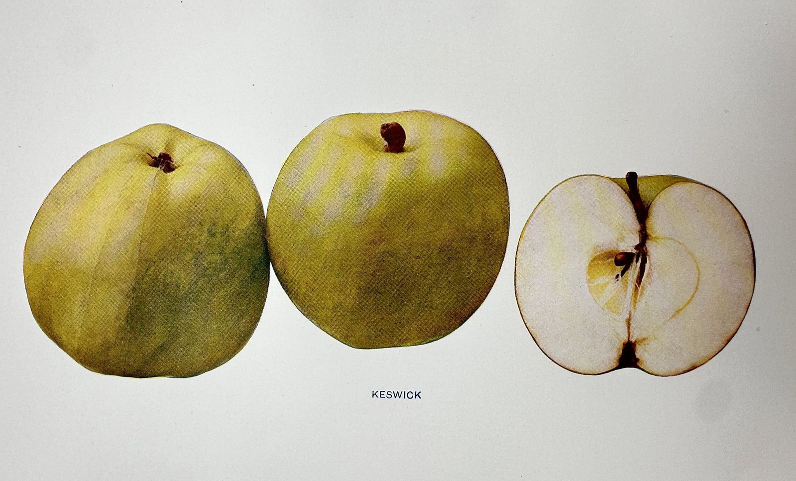 Spencer Ambrose Beach (1860–1922) – View of the Keswick Apple – Chromolithograph (1905) (1 of 2)