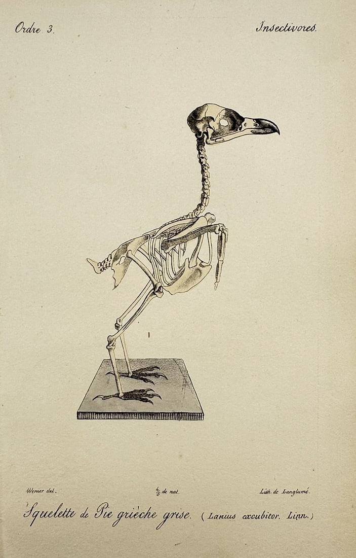 Georges-Louis Leclerc, Comte de Buffon – View of the Skeleton of a Great Grey Shrike –: "Squelette de Pie-grieche grise." This lithograph depicts the skeletal structure of a great grey shrike, or lanius excubitor, shown in profile as a taxidermic mount on a base. The work is from an 1837