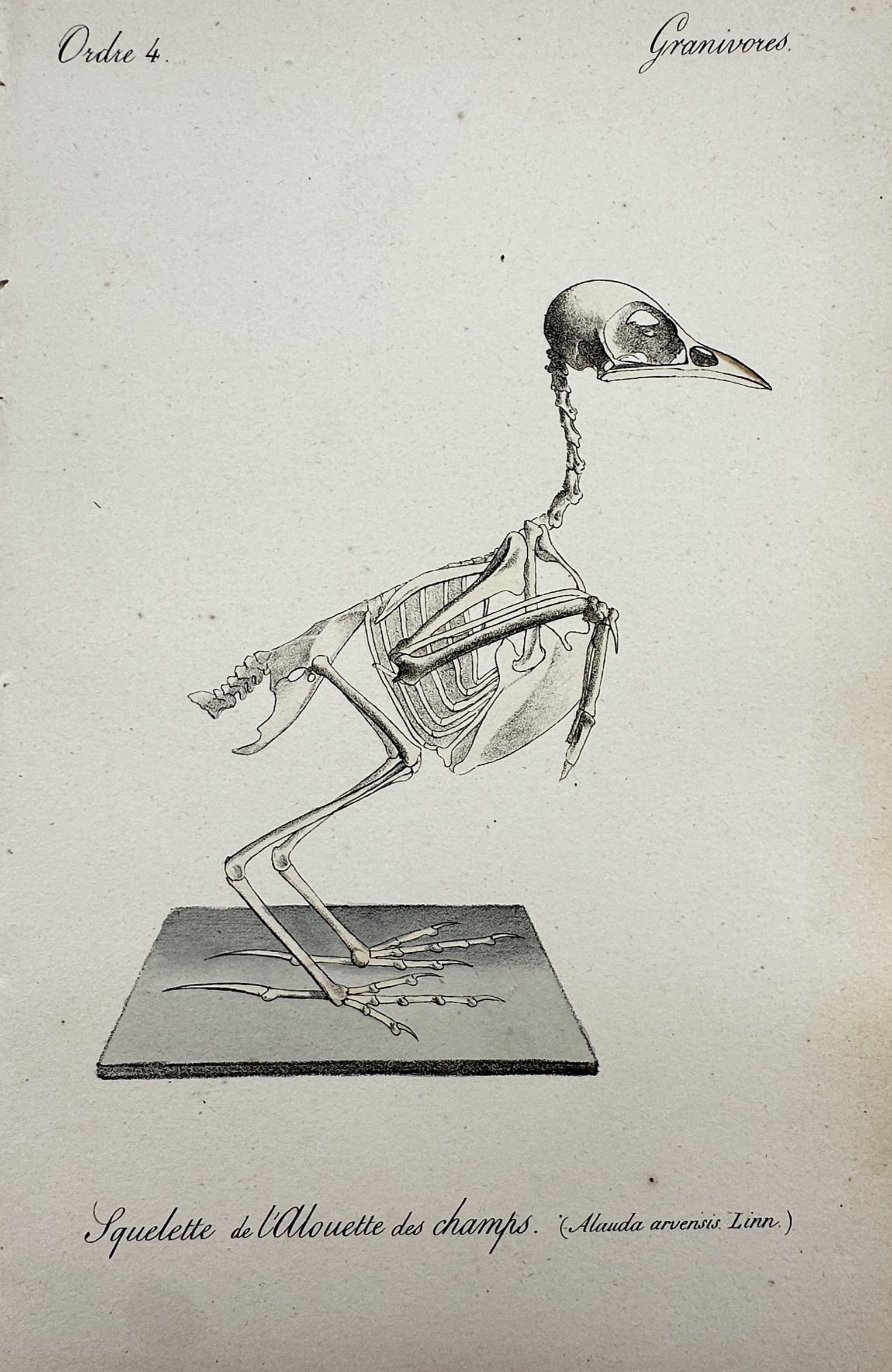 Georges-Louis Leclerc, Comte de Buffon – View of the Skeleton of a Skylark – Lithograph (1837) (1 of 2)