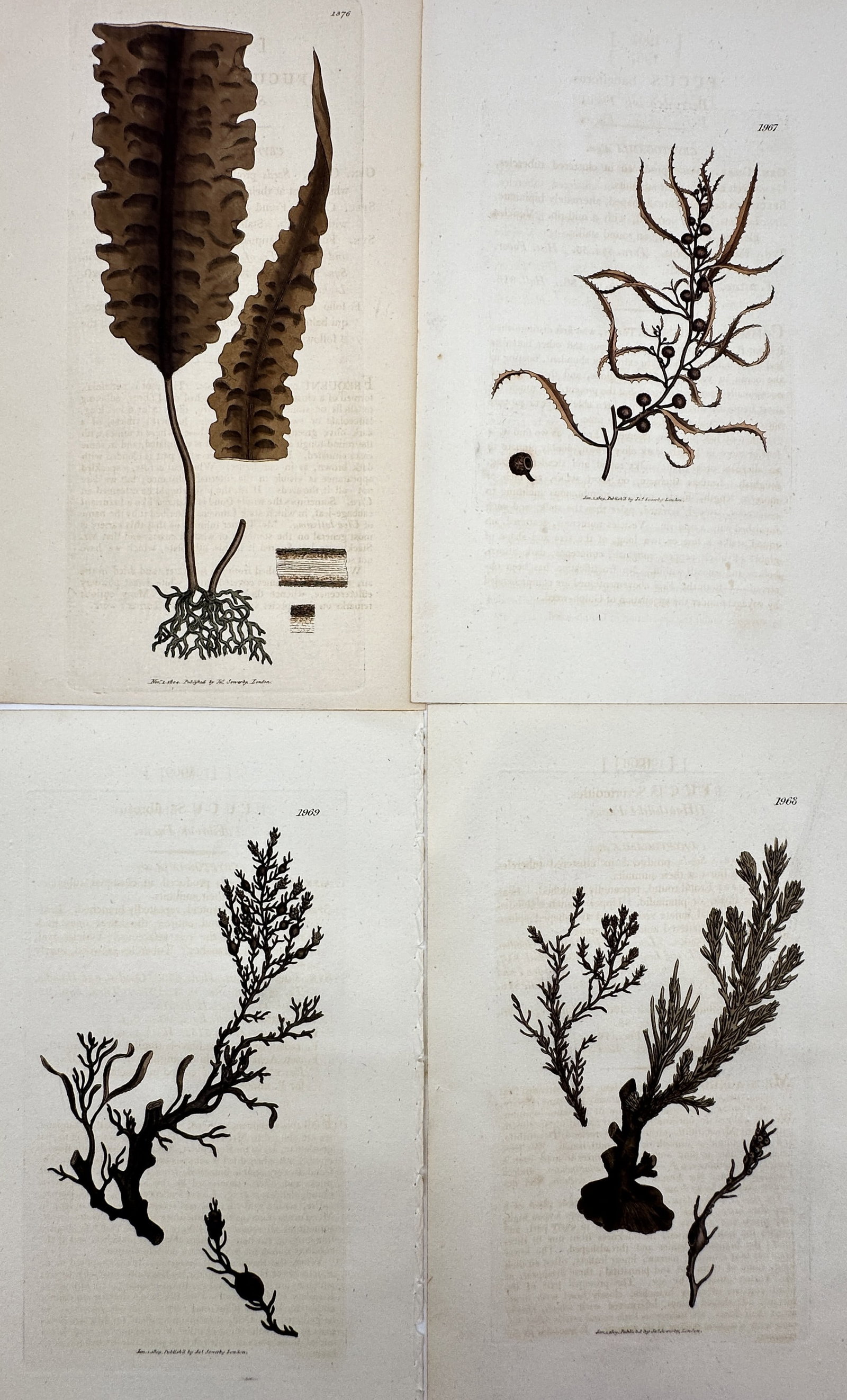 James Sowerby – Set of 4: Views of Seaweeds and Marine Algae – Hand-coloured copper engraving: "Fucus." This set of hand-coloured copper engravings illustrates various species of marine algae, including detailed depictions of Fucus saccharinus and other seaweeds, showing their complex fronds, a