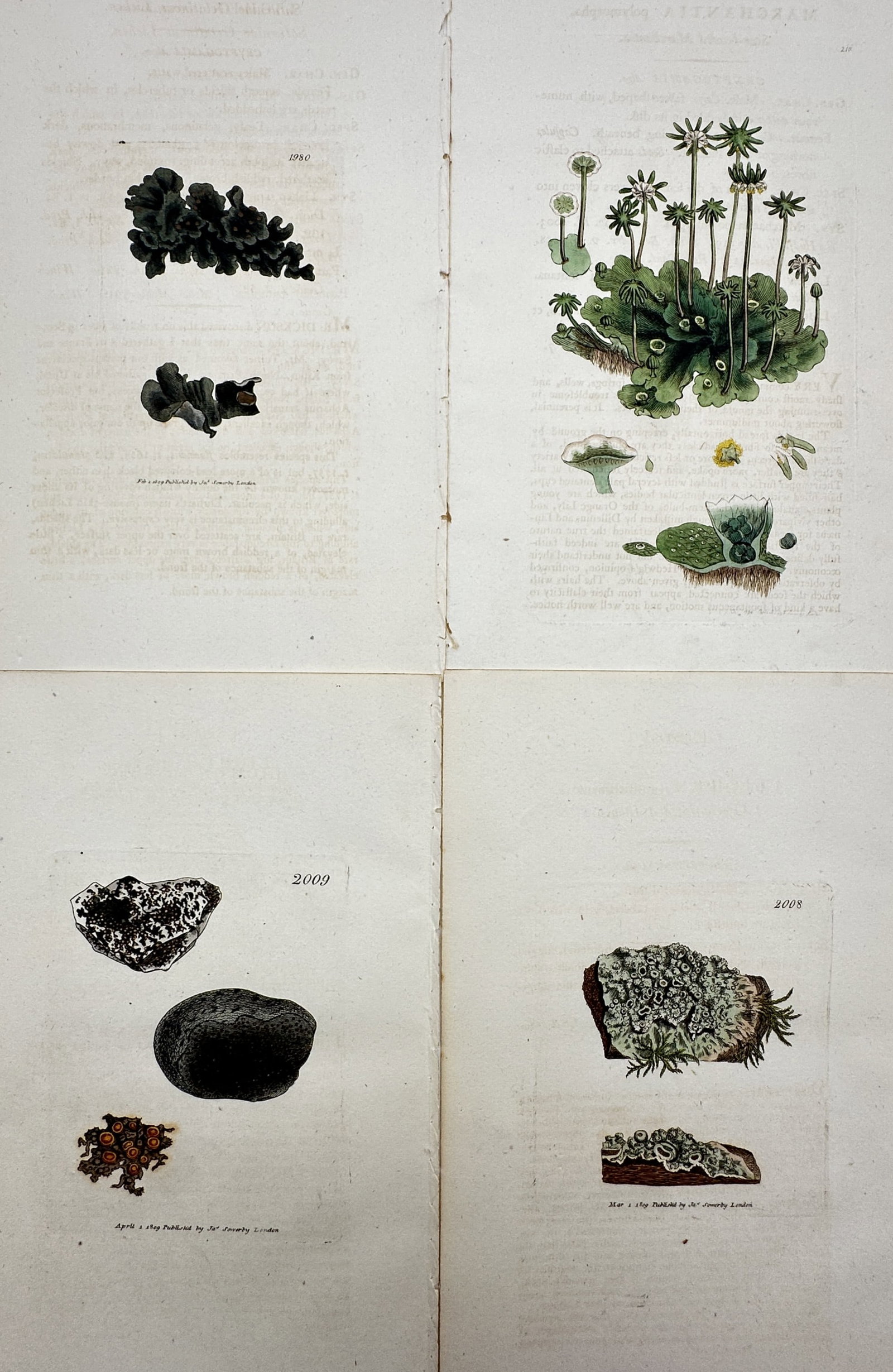 James Sowerby – Set of 4: Views of Lichens and Liverworts – Hand-coloured copper engraving (1 of 2)
