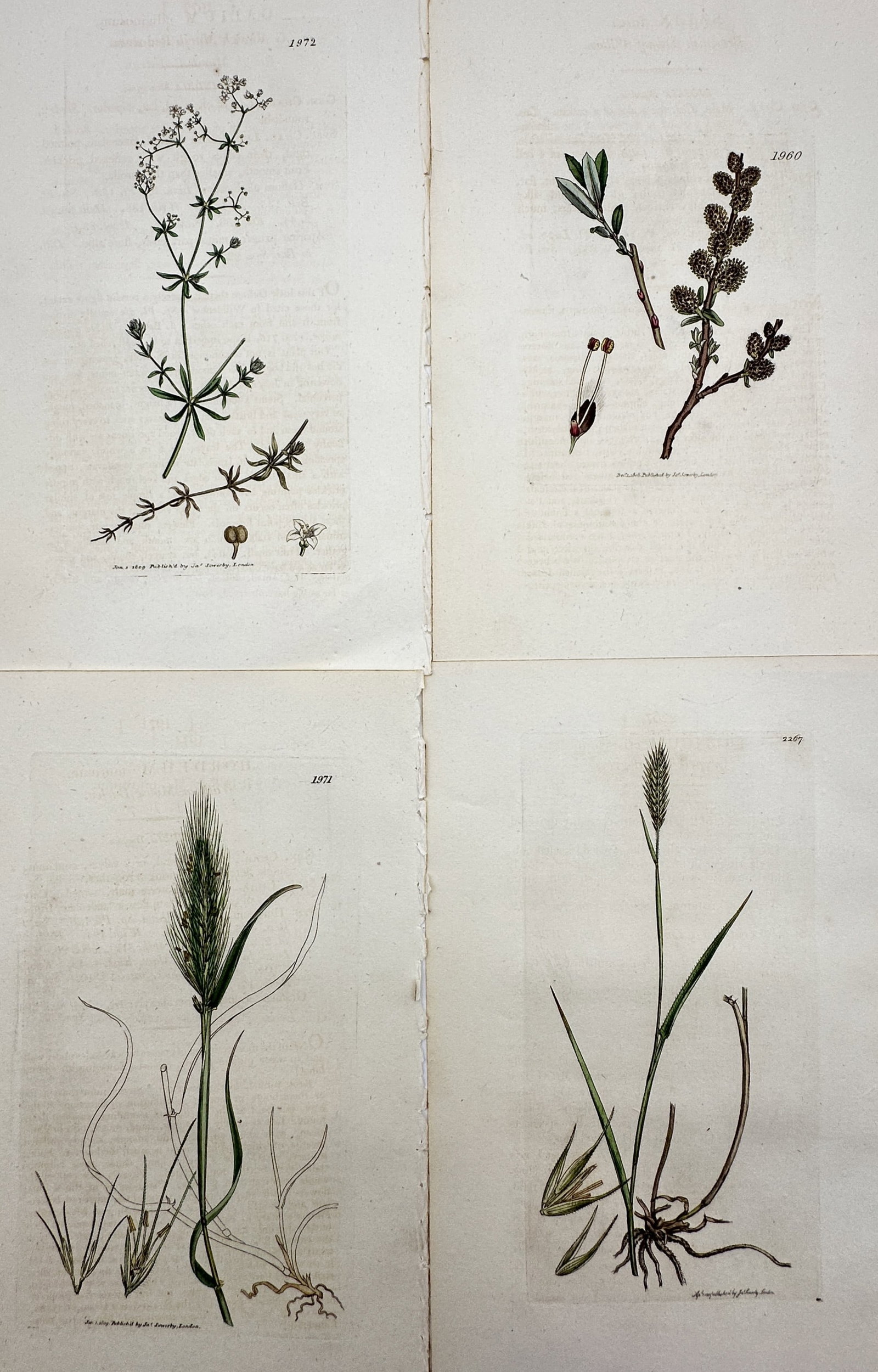 James Sowerby – Set of 4: Views of British Wildflowers and Grasses (1 of 2)