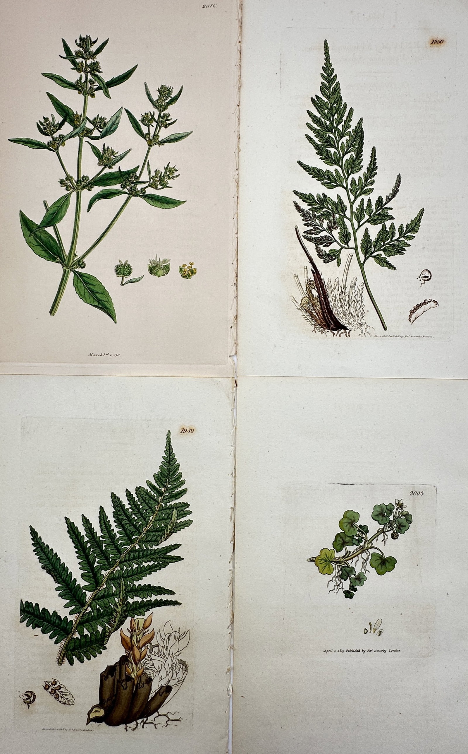James Sowerby – Set of 4: Views of British Ferns and Wildflowers – Hand-coloured copper (1 of 2)