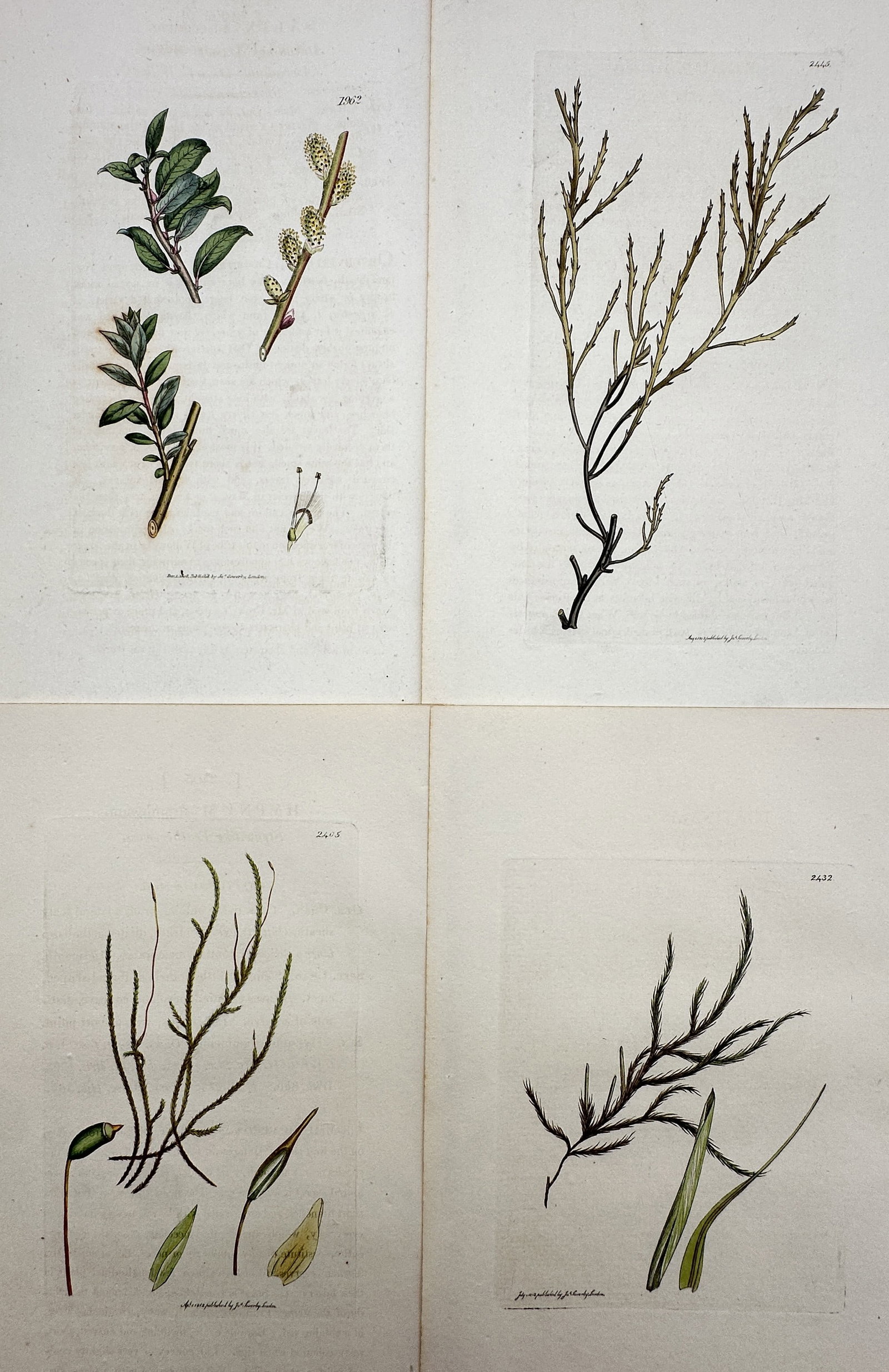 James Sowerby – Set of 4: Views of British Mosses and Willows – Hand-coloured copper engraving (1 of 2)