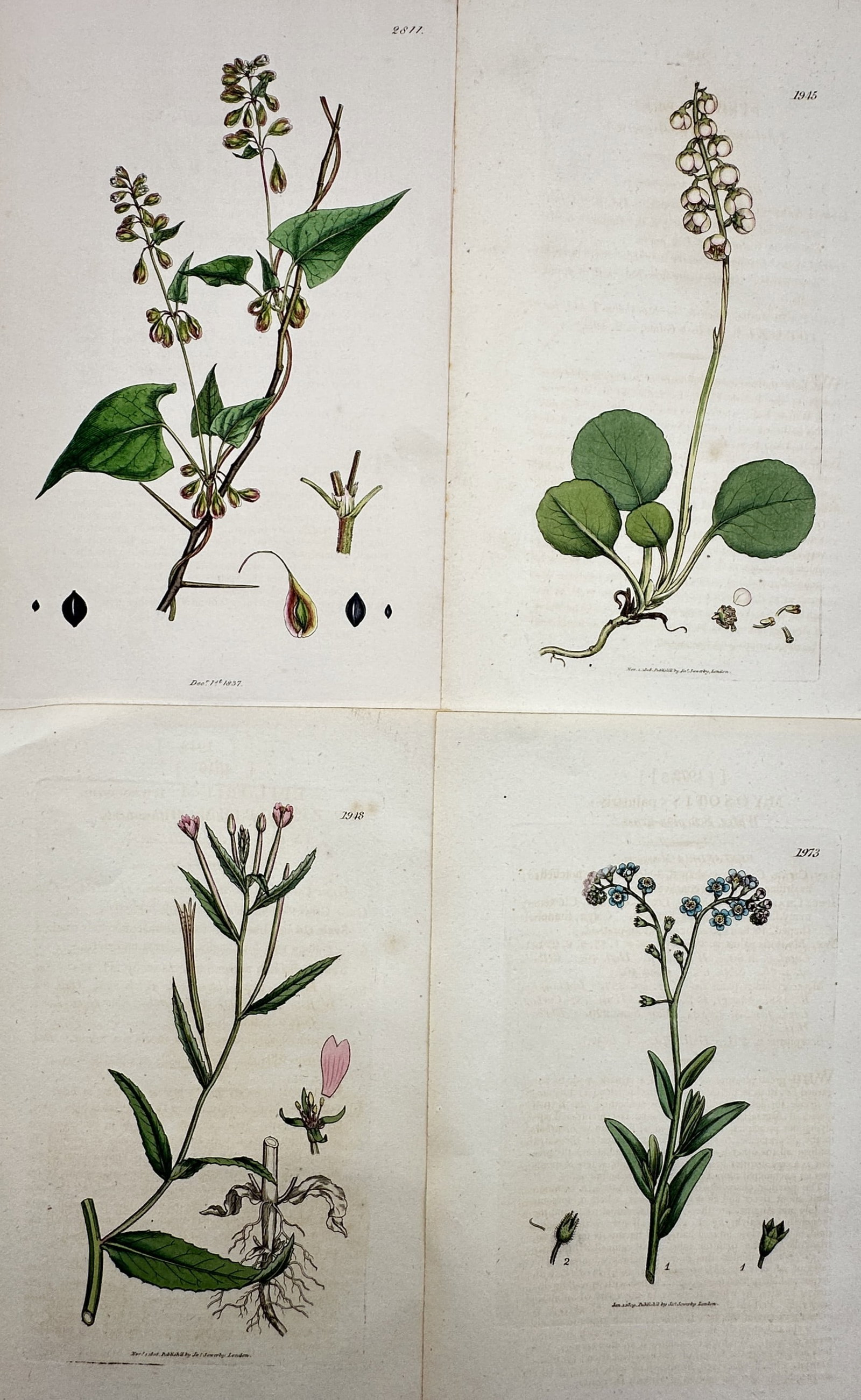 James Sowerby – Set of 4: Views of British Wildflowers – Hand-coloured copper engraving (1 of 2)