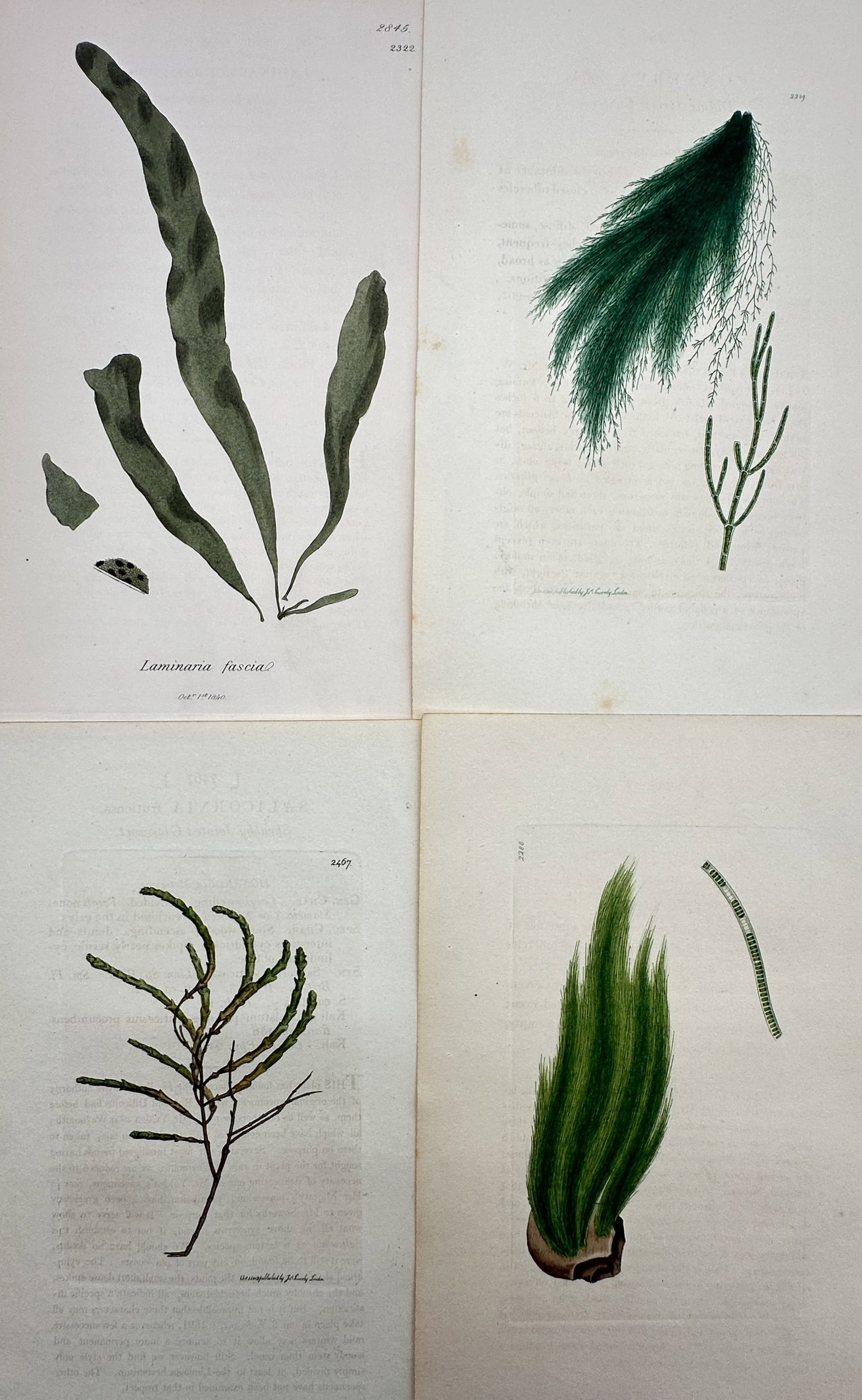 James Sowerby – Set of 4: Views of Seaweeds and Marine Algae – Hand-coloured copper engraving: "Laminaria" and "Conferva." This set of hand-coloured copper engravings illustrates various species of marine algae, featuring detailed studies of the broad, ribbon-like fronds of Laminaria fascia alo
