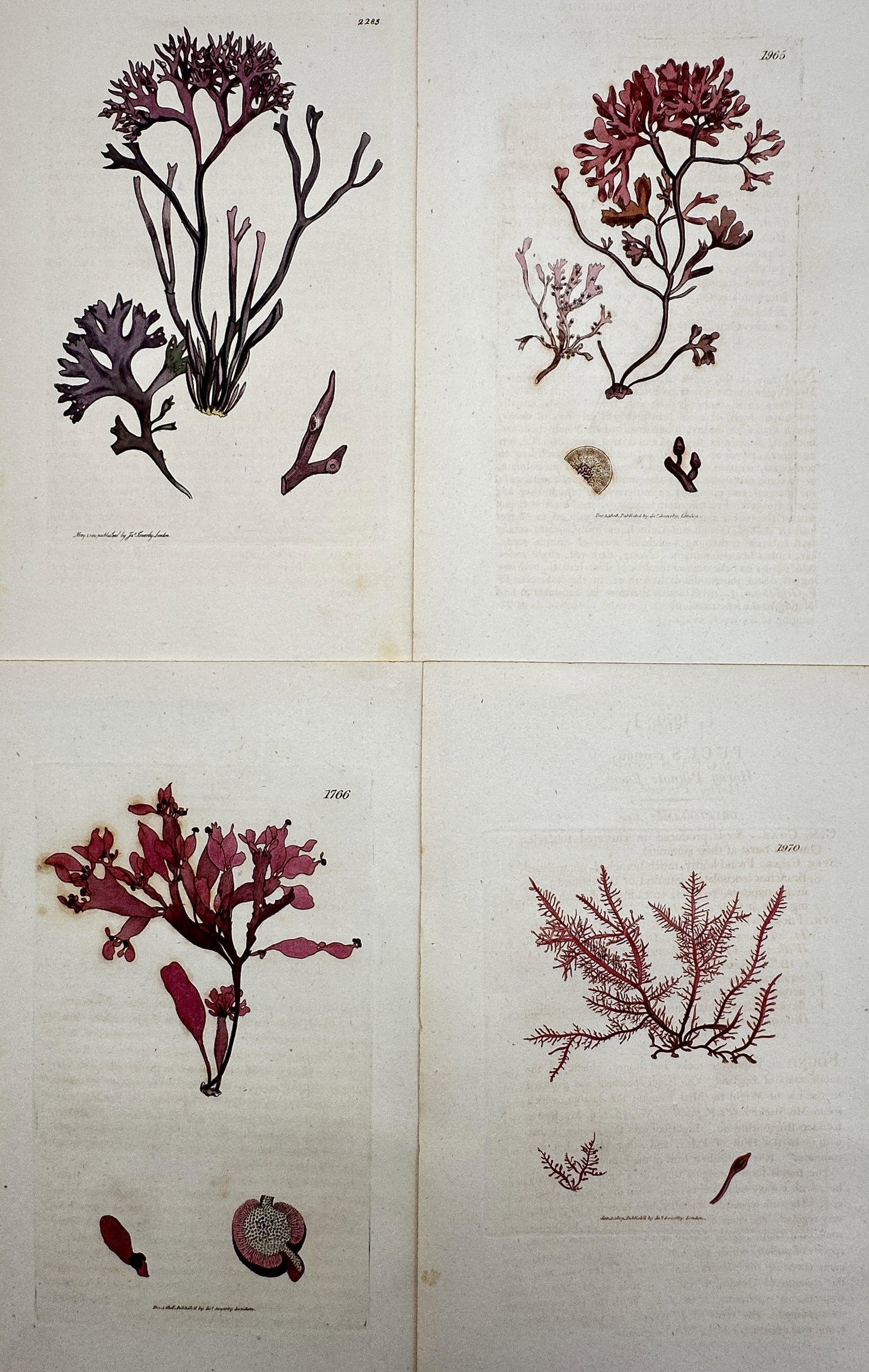 James Sowerby – Set of 4: Views of Red Seaweeds and Marine Algae (1 of 2)