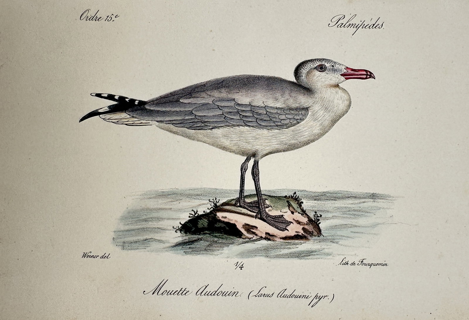 Jean-Charles Werner (1791–1849) – View of an Audouin's Gull – Hand-coloured lithograph (1837): "Mouette Audouin." This hand-coloured lithograph depicts an Audouin’s gull, or Larus audouinii, shown standing on a rock amidst water. The work is from an 1837 edition of the Histoire Naturelle, pub