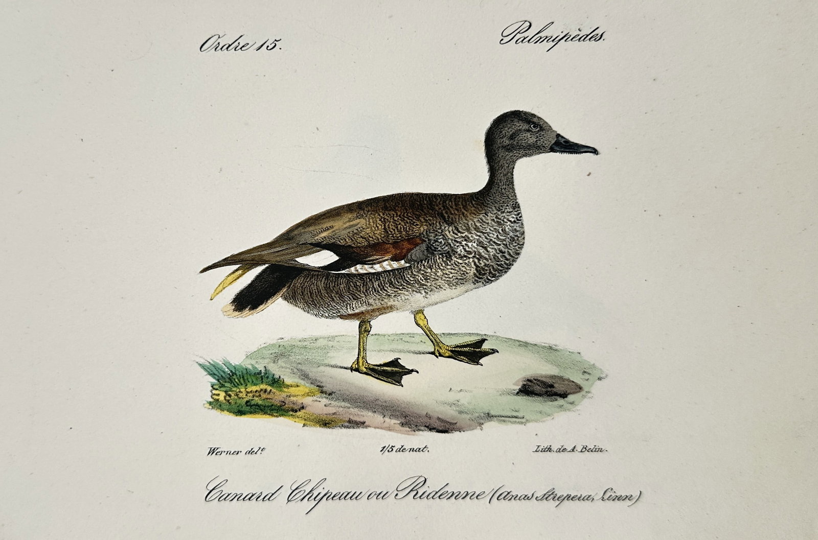 Jean-Charles Werner (1791–1849) – View of a Gadwall – Hand-coloured lithograph (1837): "Canard Chipeau ou Ridenne." This hand-coloured lithograph illustrates a gadwall, or Anas strepera, depicted in profile standing on a grassy patch of ground. The work is from an 1837 edition of the Hi