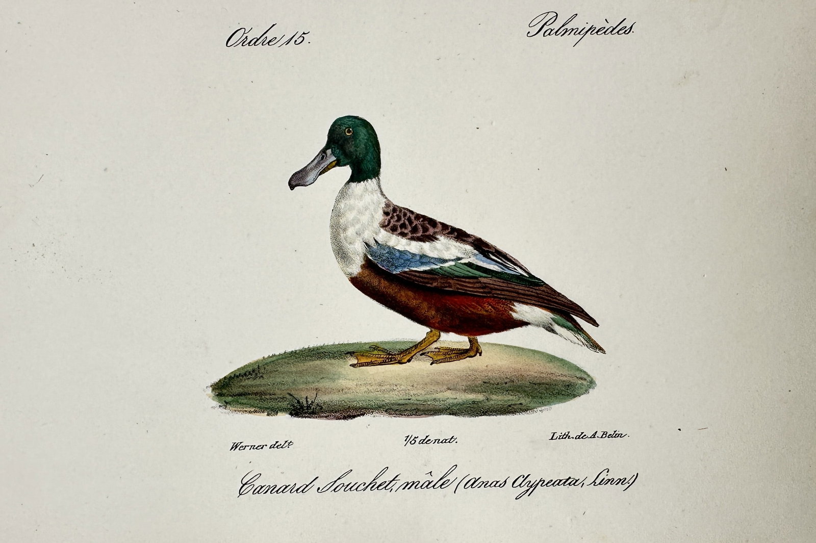 Jean-Charles Werner (1791–1849) – View of a Northern Shoveler – Hand-coloured lithograph (1 of 2)
