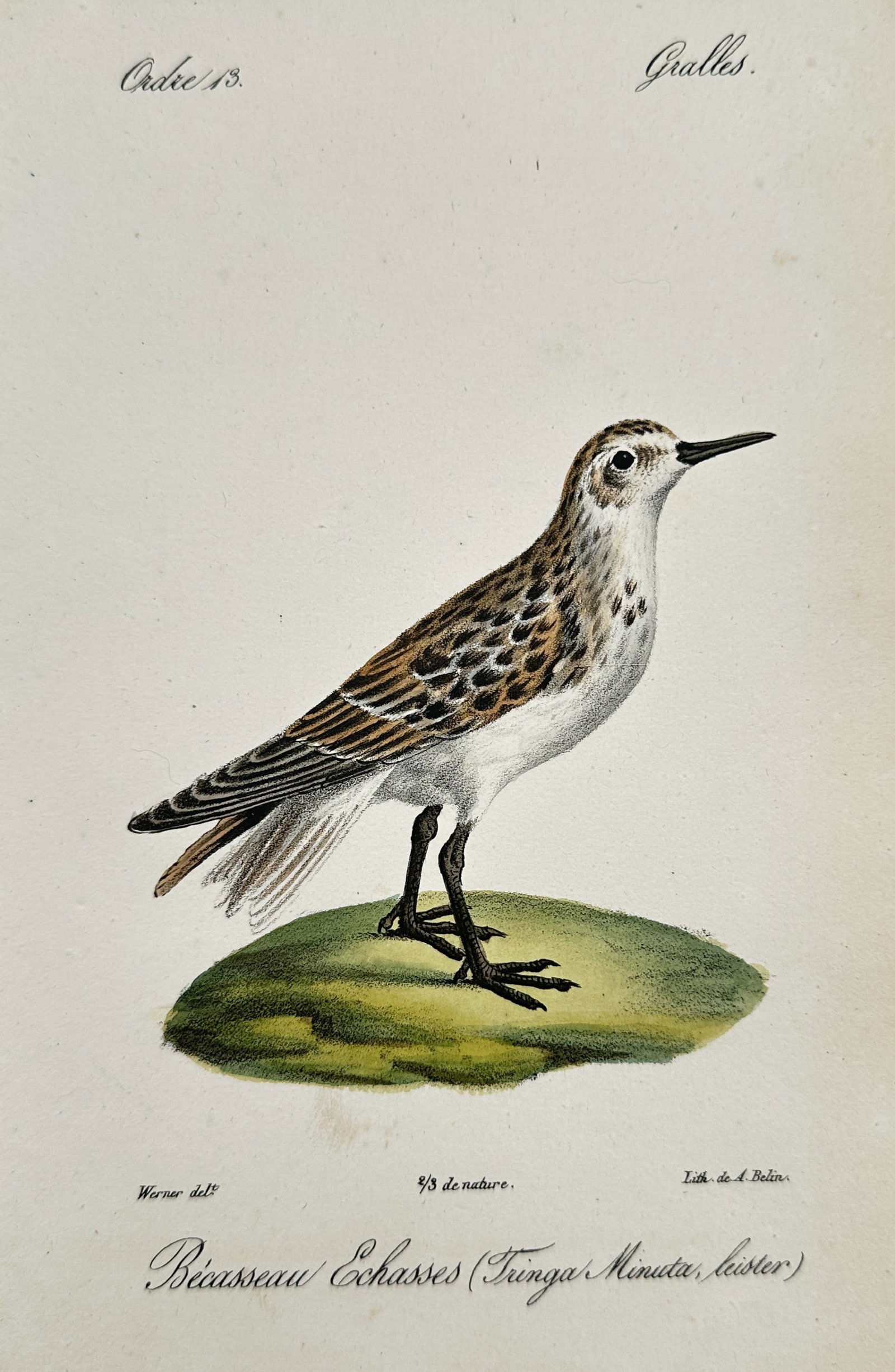 Jean-Charles Werner (1791–1849) – View of a Little Stint – Hand-coloured lithograph (1837): "Bécasseau Échasses." This hand-coloured lithograph illustrates a Little Stint, or Tringa minuta (now Calidris minuta), depicted in profile standing on a mossy green mound. The work is from an 1837 