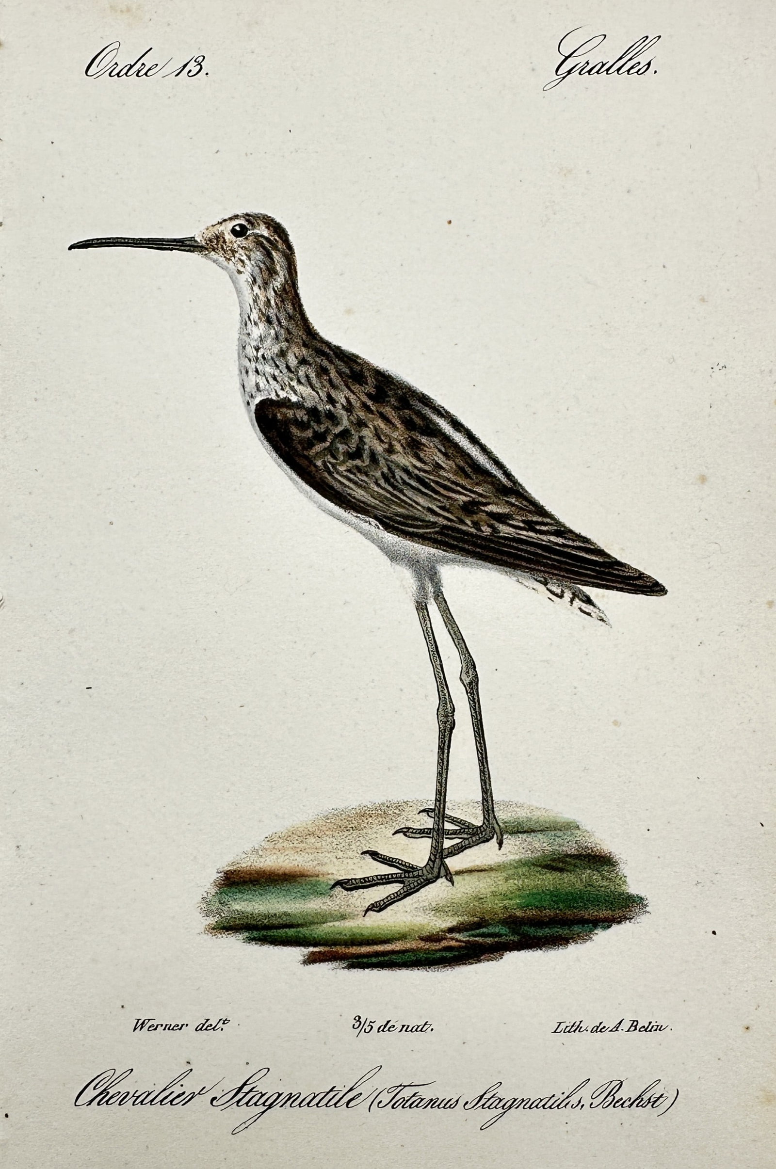 Jean-Charles Werner (1791–1849) – View of a Marsh Sandpiper – Hand-coloured lithograph (1837) (1 of 2)