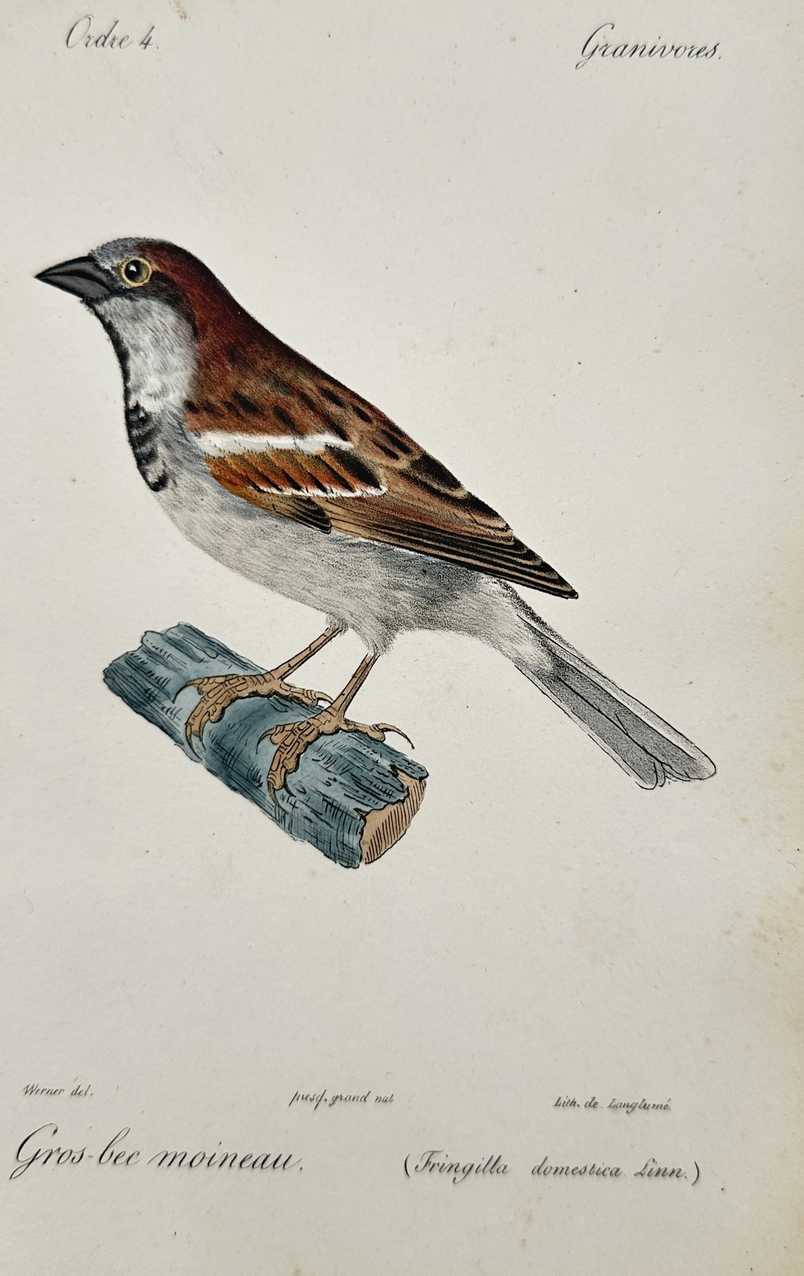 Jean-Charles Werner (1791–1849) – View of a House Sparrow – Hand-coloured lithograph (1837): "Gros-bec moineau." This hand-coloured lithograph illustrates a House Sparrow, or Fringilla domestica (now Passer domesticus), depicted perched on a small branch. The work is from an 1837 edition of t