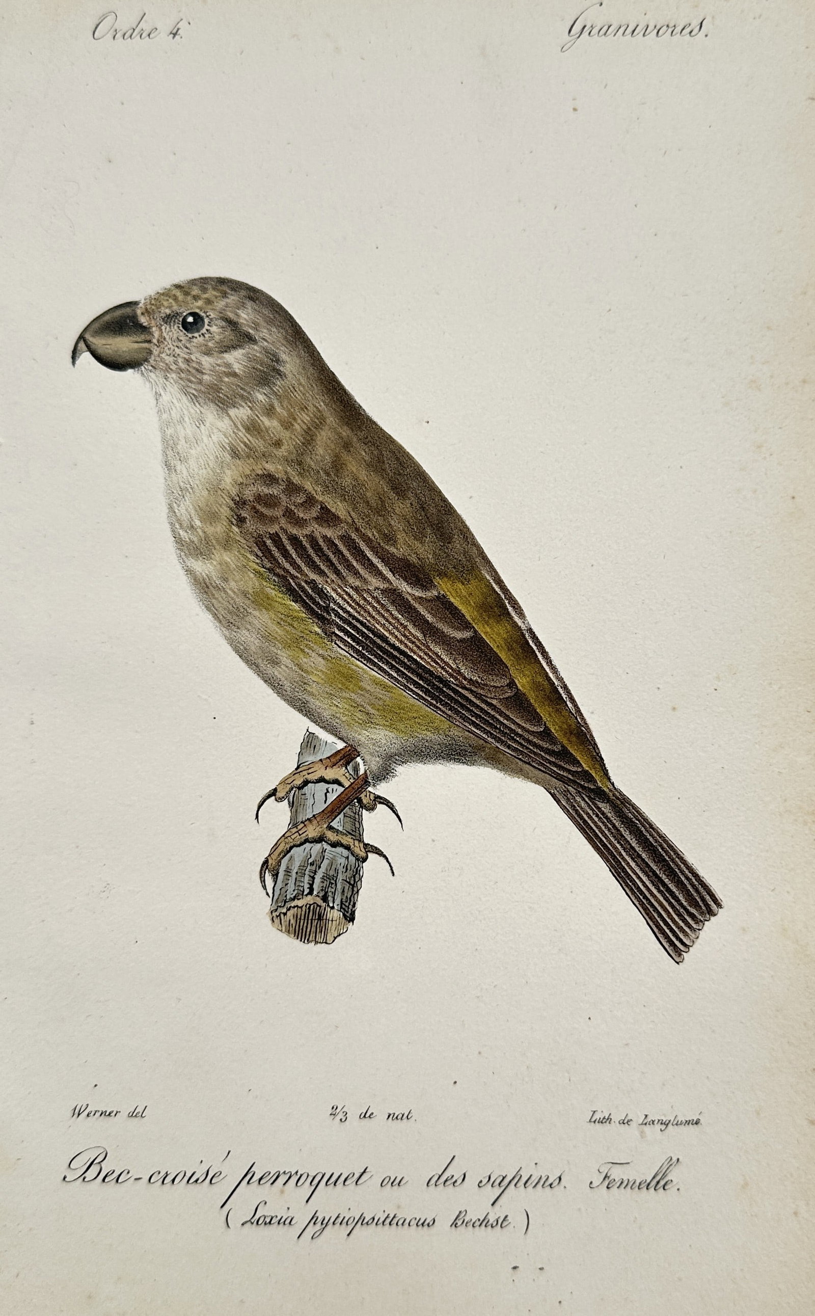 Jean-Charles Werner (1791–1849) – View of a Parrot Crossbill – Hand-coloured lithograph (1837): "Bec-croisé perroquet ou des sapins. Femelle." This hand-coloured lithograph illustrates a female parrot crossbill perched on a small branch and is from an 1837 edition of the Histoire Naturelle, pub