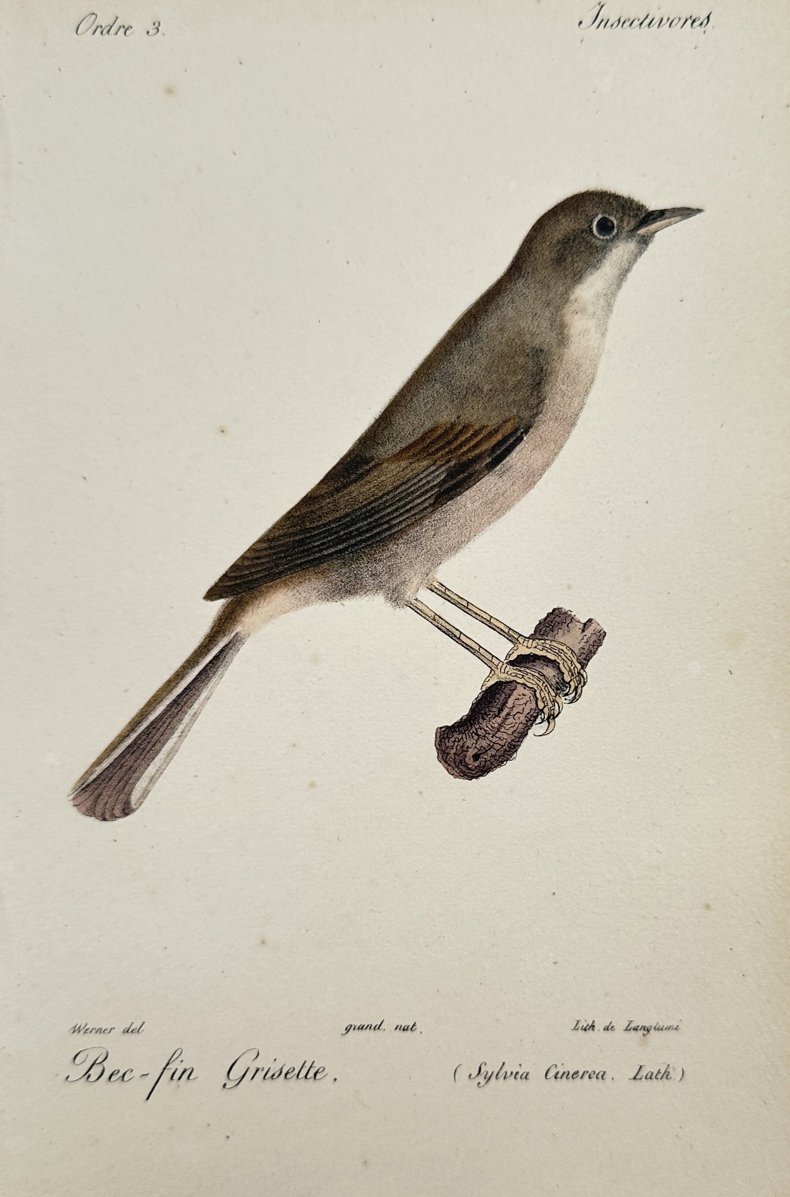 Jean-Charles Werner (1791–1849) – View of a Common Whitethroat – Hand-coloured lithograph (1 of 2)