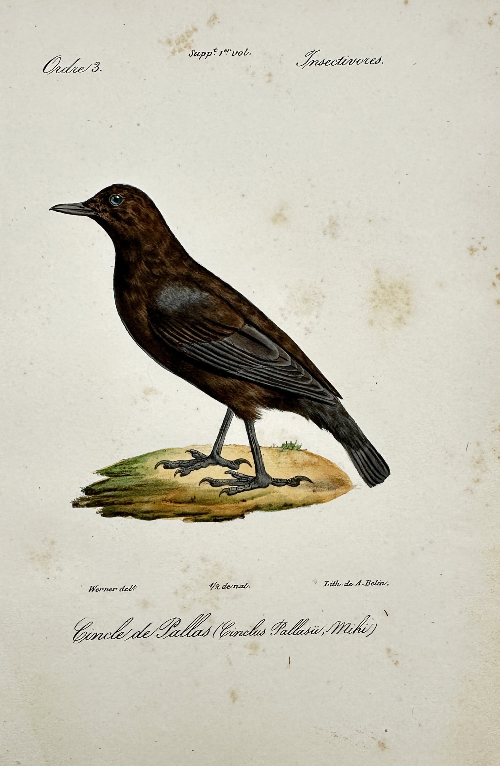 Jean-Charles Werner (1791–1849) – View of a Brown Dipper – Hand-coloured lithograph (1837): "Cincle de Pallas." This hand-coloured lithograph illustrates a Brown Dipper, or Cinclus pallasii, shown standing on a mossy stone and is from an 1837 edition of the Histoire Naturelle, published in P