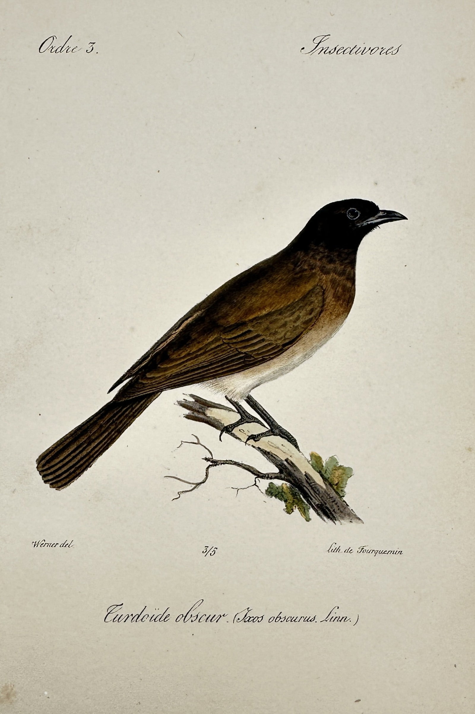 Jean-Charles Werner (1791–1849) – View of a Common Bulbul – Hand-coloured lithograph (1837): "Turdoïde obscur." This hand-coloured lithograph illustrates a common bulbul, or Ixos obscurus, shown perched on a lichen-covered branch and is from an 1837 edition of the Histoire Naturelle, publish