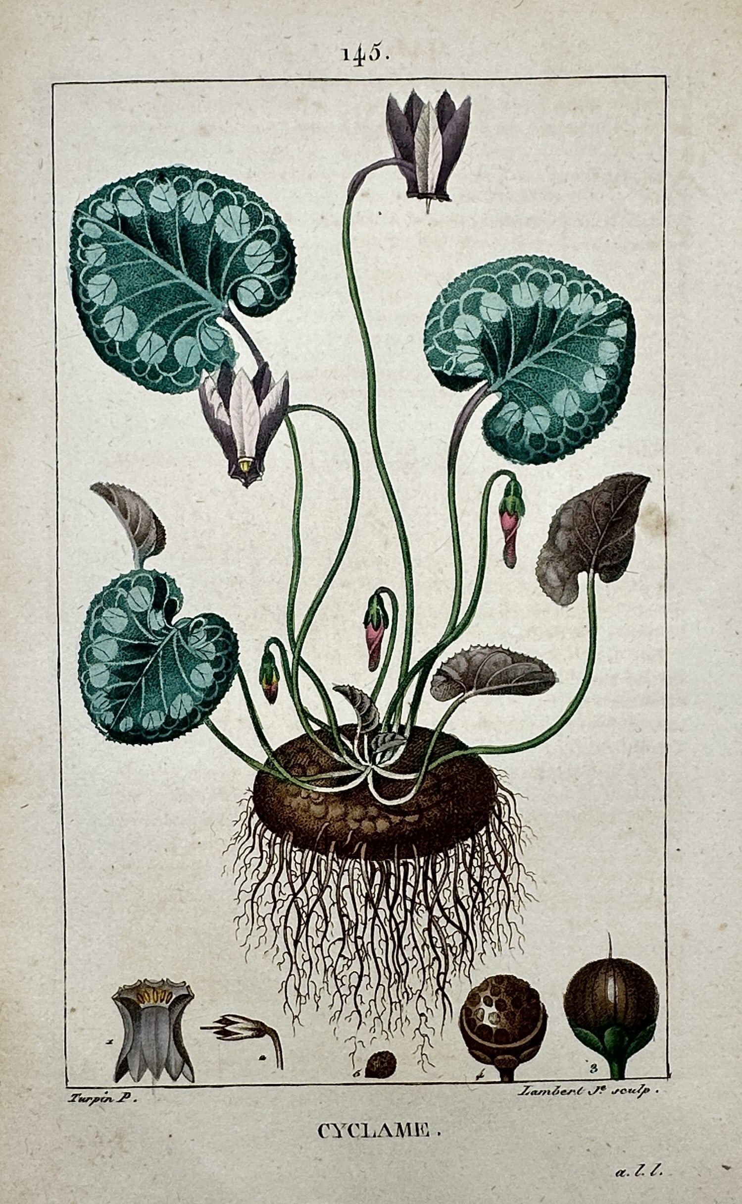 Pierre Jean François Turpin (1775–1840) – View of a Cyclamen – Hand-coloured copper engraving: "Cyclame." This hand-coloured copper engraving illustrates a cyclamen plant in full botanical detail, featuring its patterned heart-shaped leaves, nodding flowers, and a large tuberous root system wit