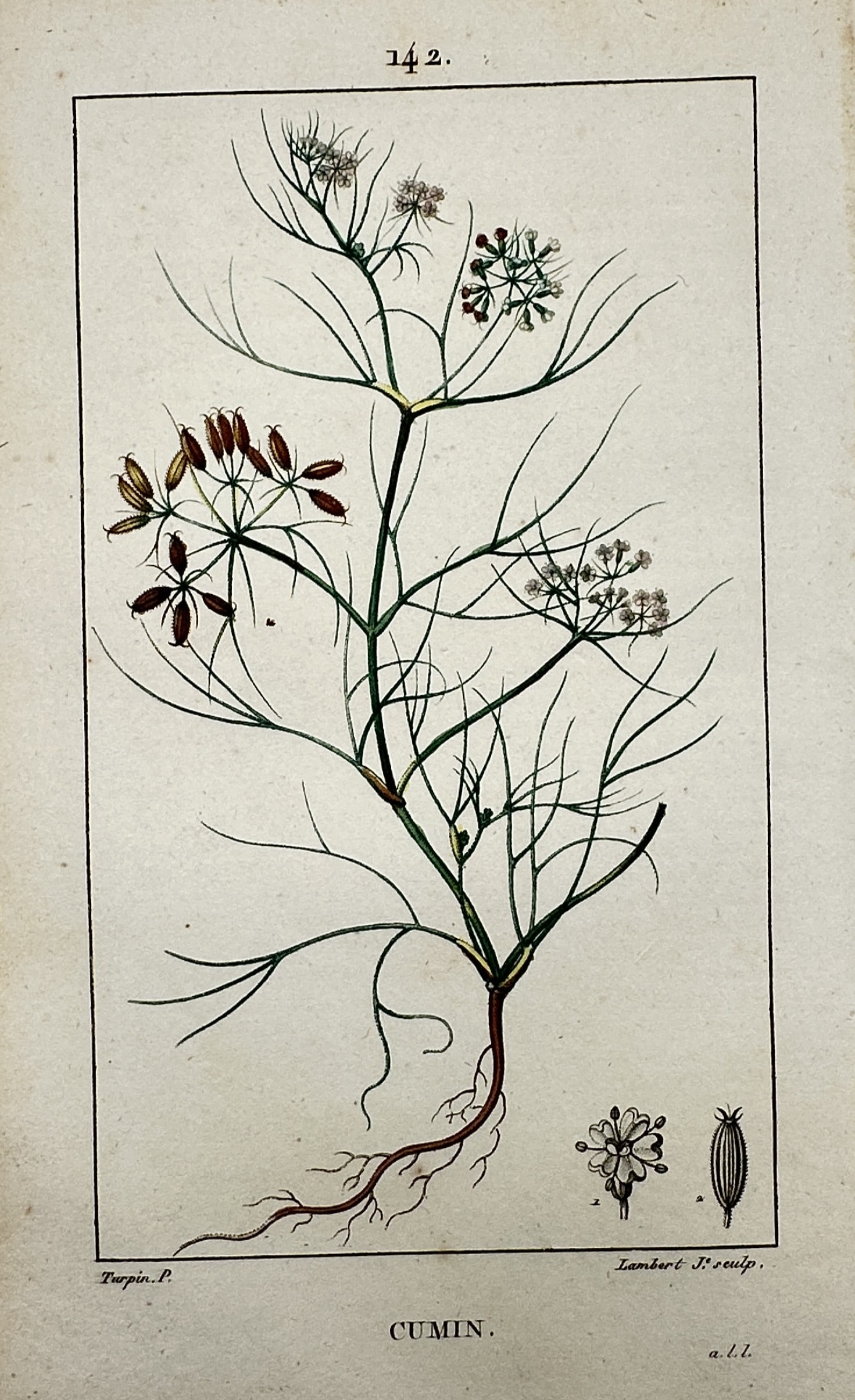 Pierre Jean François Turpin (1775–1840) – View of a Cumin Plant – Hand-coloured copper: "Cumin." This hand-coloured copper engraving illustrates a cumin plant in fine botanical detail, showing its slender branching stems, delicate umbels of flowers, developing seeds, and root structure, 