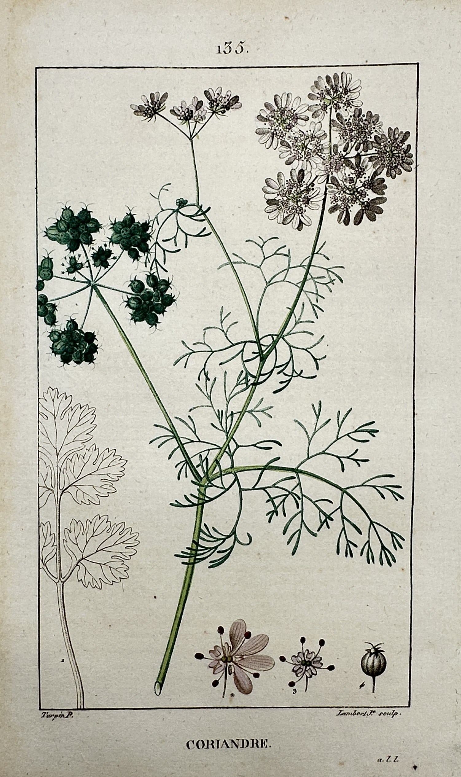 Pierre Jean François Turpin (1775–1840) – View of a Coriander Plant (1 of 2)