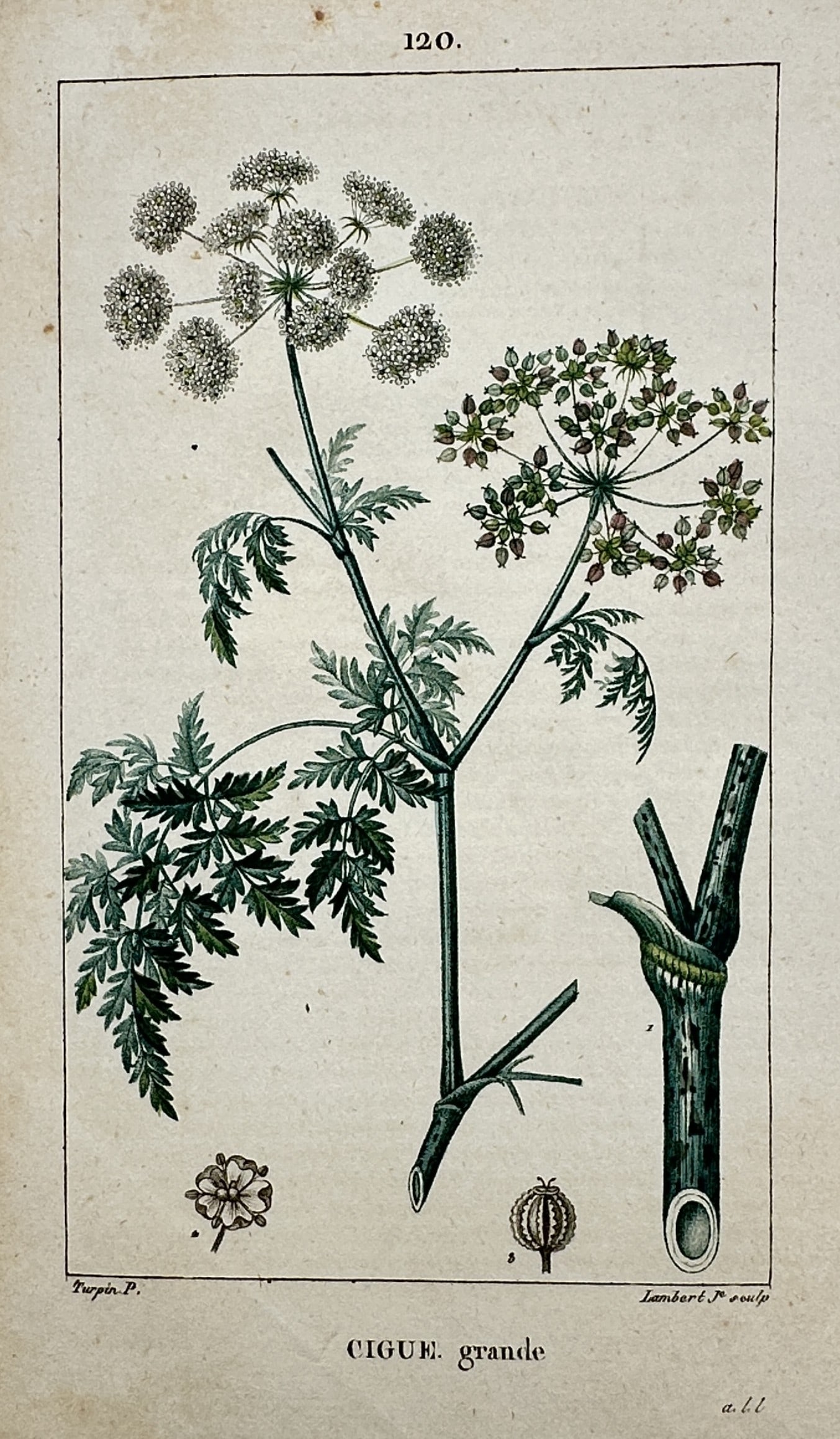 Pierre Jean François Turpin (1775–1840) – View of a Hemlock Plant: "Cigüe grande." This hand-coloured copper engraving illustrates a hemlock plant in meticulous botanical detail, showcasing its characteristic spotted hollow stem, compound tripinnate leaves, and larg