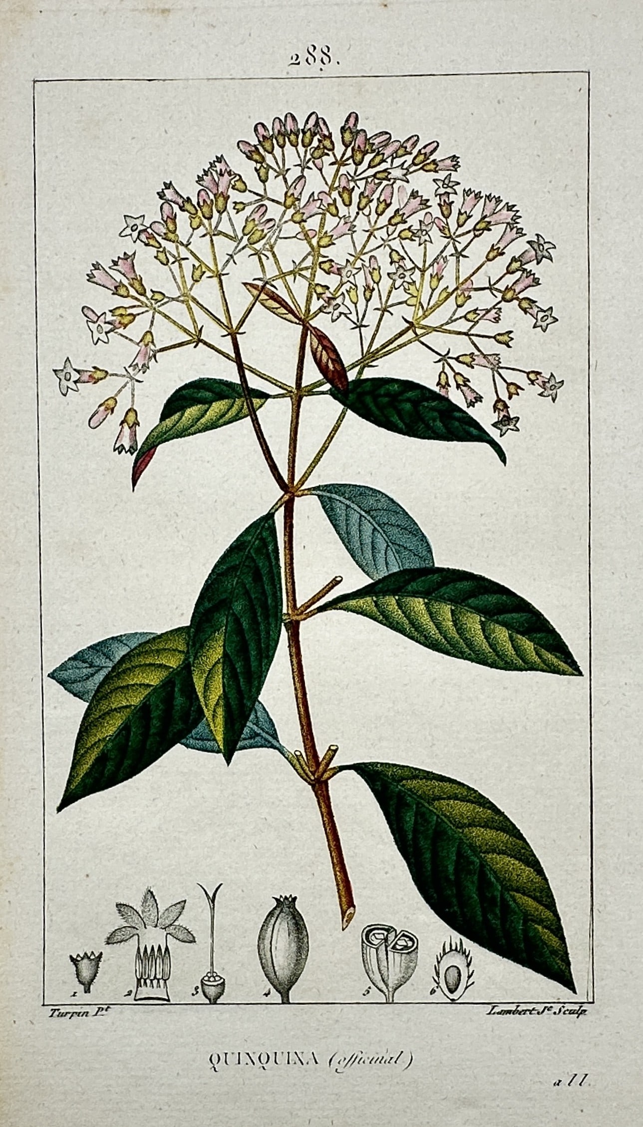 Pierre Jean François Turpin (1775–1840) – View of a Cinchona Plant: "Quinquina (officinal)." This hand-coloured copper engraving illustrates a Cinchona plant in comprehensive botanical detail, displaying its opposite ovate leaves, a dense terminal cluster of small tub