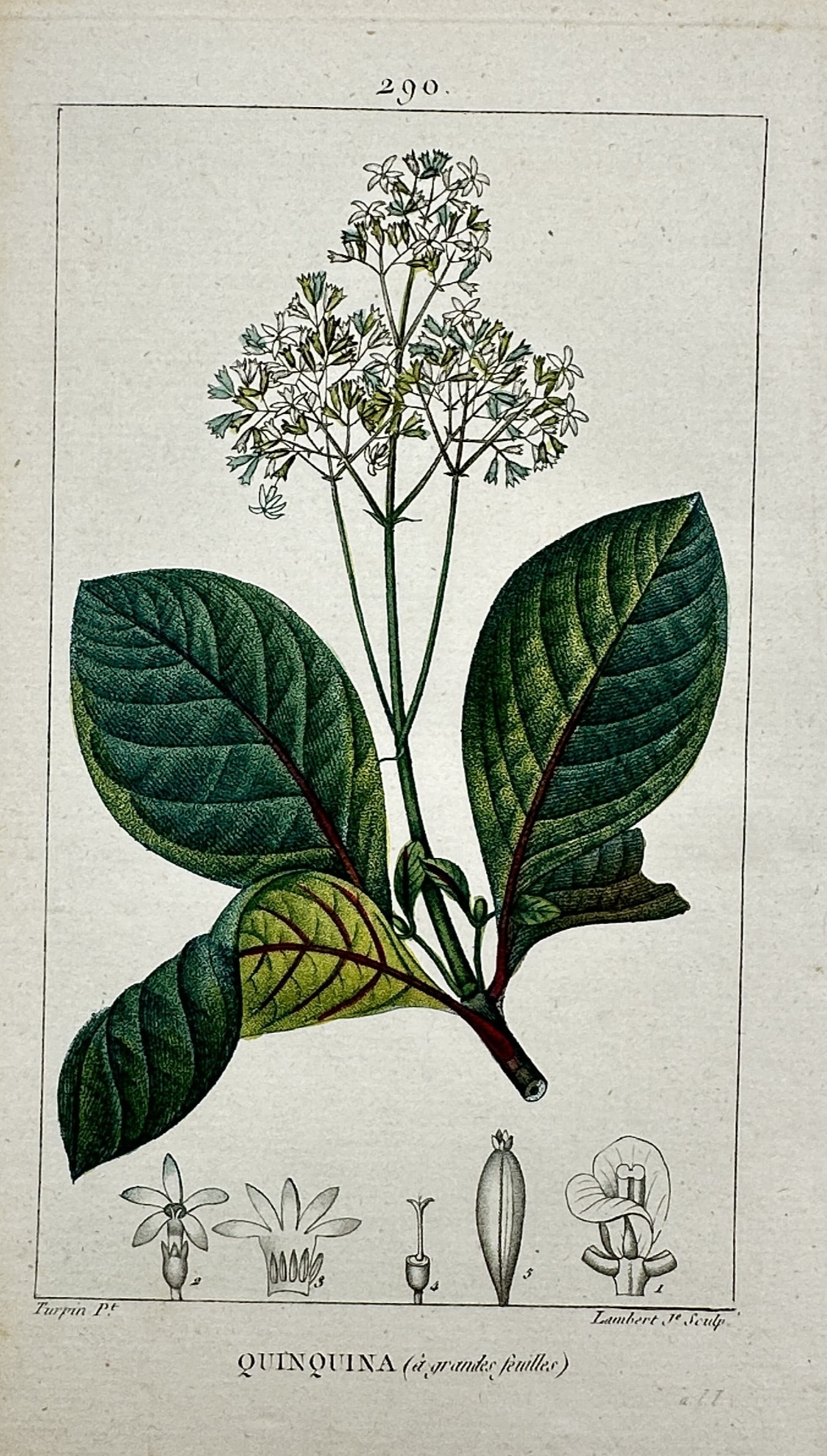Pierre Jean François Turpin (1775–1840) – View of a Large-Leaved Cinchona Plant: "Quinquina (à grandes feuilles)." This hand-coloured copper engraving illustrates a large-leaved Cinchona plant in comprehensive botanical detail, displaying its broad, prominent ovate leaves and a l