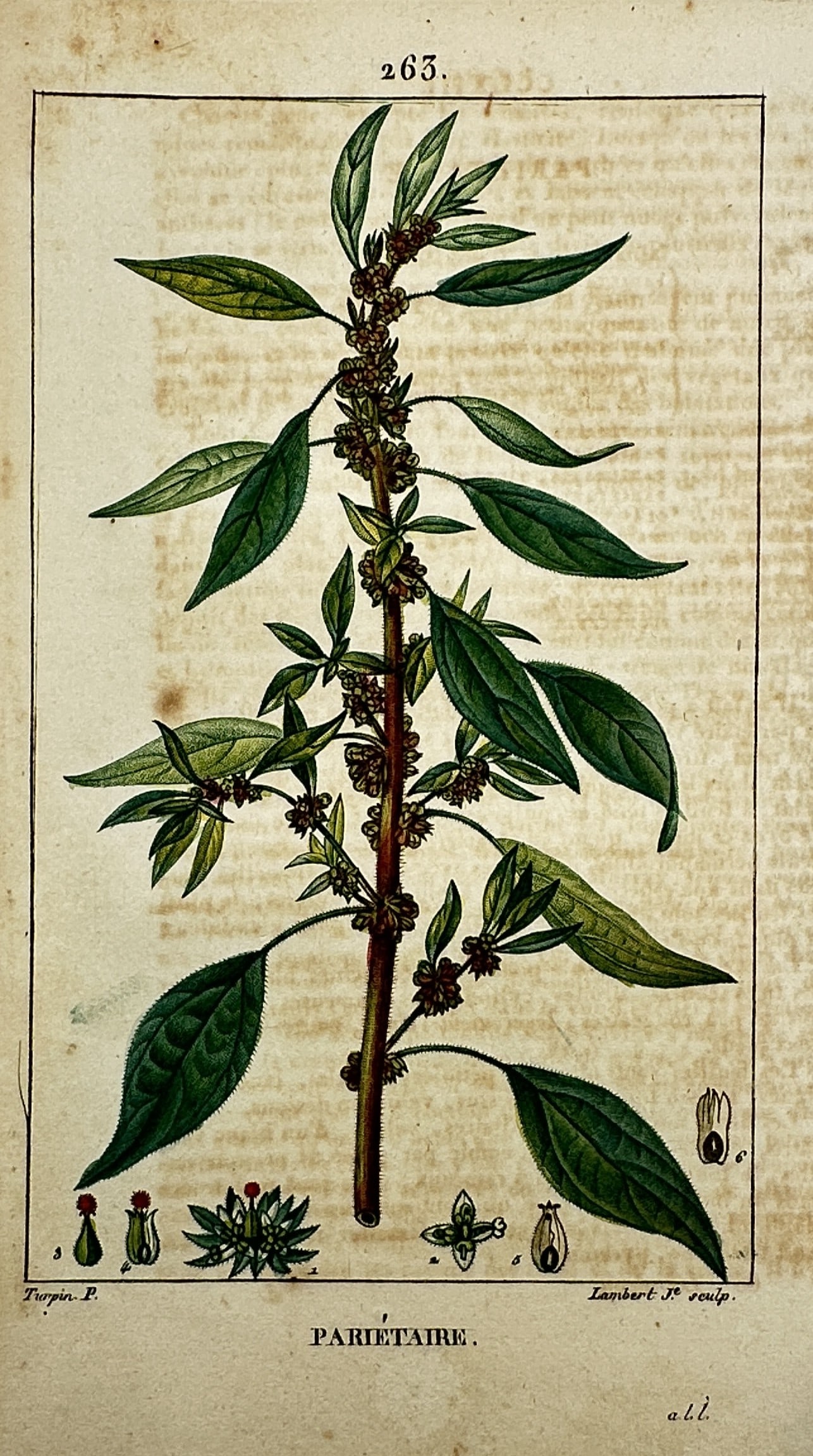 Pierre Jean François Turpin (1775–1840) – View of a Pellitory Plant: "Pariétaire." This hand-coloured copper engraving illustrates a pellitory plant in precise botanical detail, featuring its upright stem with alternate lanceolate leaves and clusters of small flowers 