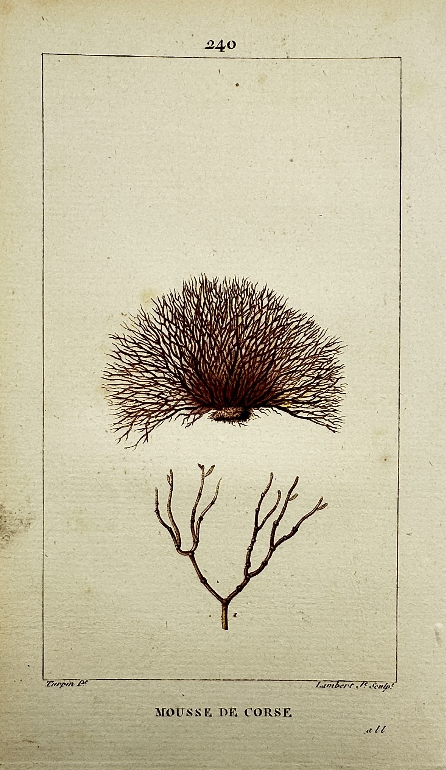 Pierre Jean François Turpin (1775–1840) – View of Corsican Moss: "Mousse de Corse." This hand-coloured copper engraving illustrates Corsican moss, or Alsidium helminthochorton, a type of red algae, showing its dense tufted growth habit and a detailed anatomical dis