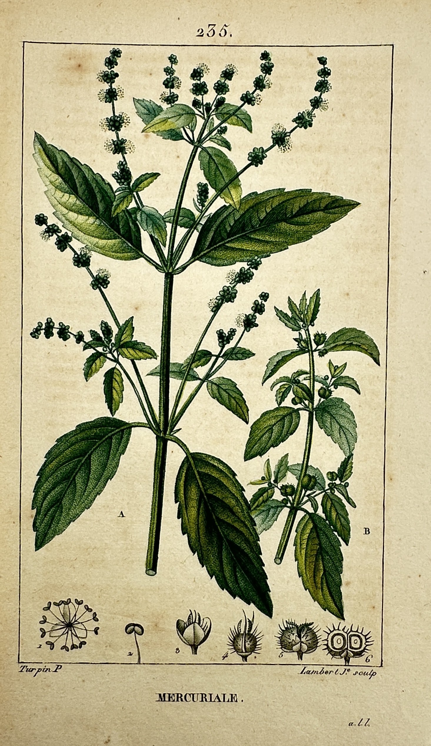 Pierre Jean François Turpin (1775–1840) – View of a Mercury Plant: "Mercuriale." This hand-coloured copper engraving illustrates a mercury plant, likely Mercurialis annua, in comprehensive botanical detail, displaying both the male plant with its long spikes of tiny 