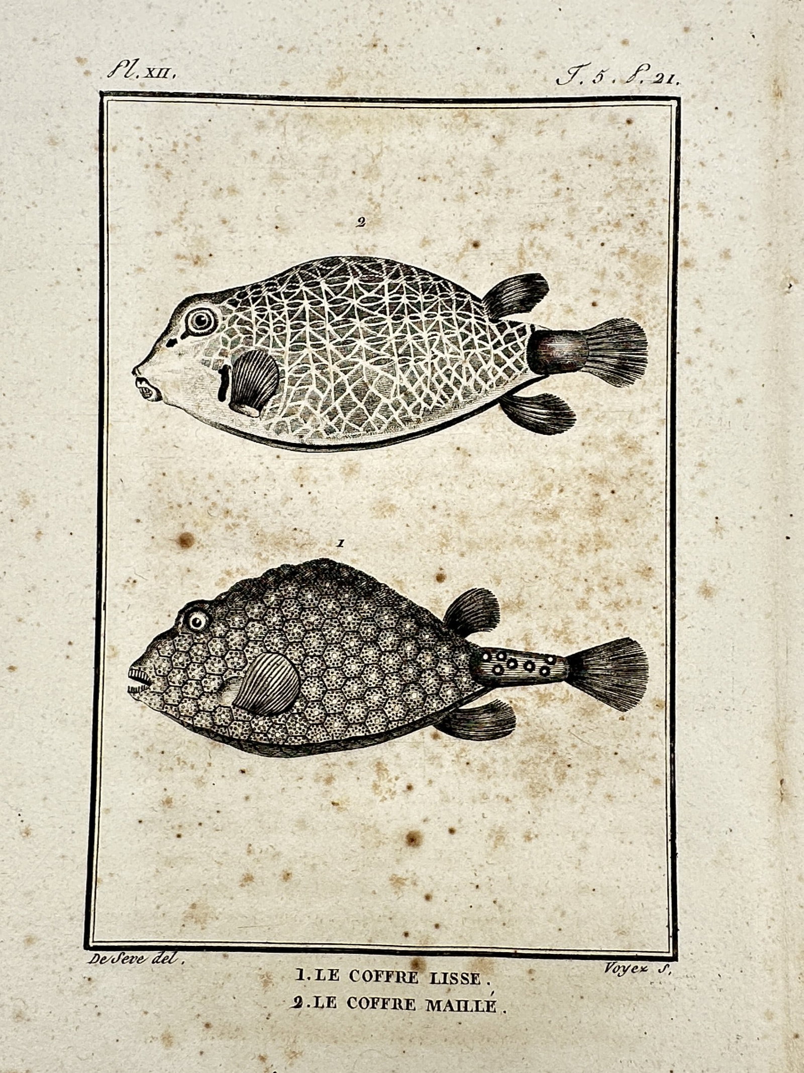 Georges-Louis Leclerc, Comte de Buffon – View of Buffon Boxfish – Copper engraving (1749–1767): "Le Coffre Lisse. Le Coffre Maillé." This copper engraving illustrates two species of boxfish and is from the Histoire Naturelle, published in Paris by the Imprimerie Royale. Jacques de Sève was a F
