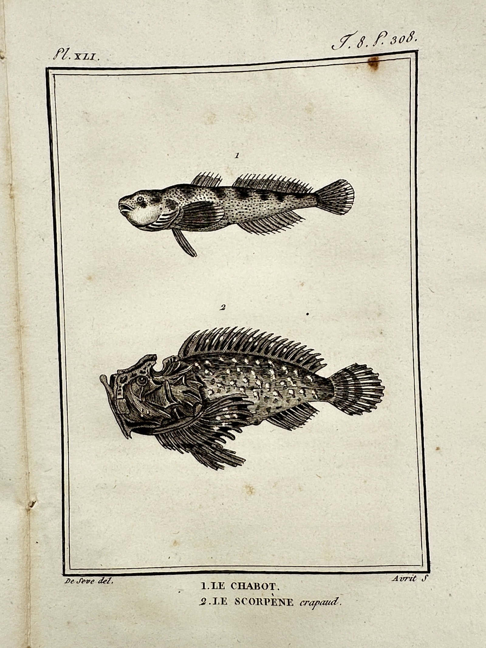 Georges-Louis Leclerc, Comte de Buffon – View of Buffon Bullhead and Scorpionfish: "Le Chabot. Le Scorpène crapaud." This copper engraving illustrates a bullhead and a scorpionfish and is from the Histoire Naturelle, published in Paris by the Imprimerie Royale. Jacques de Sève was
