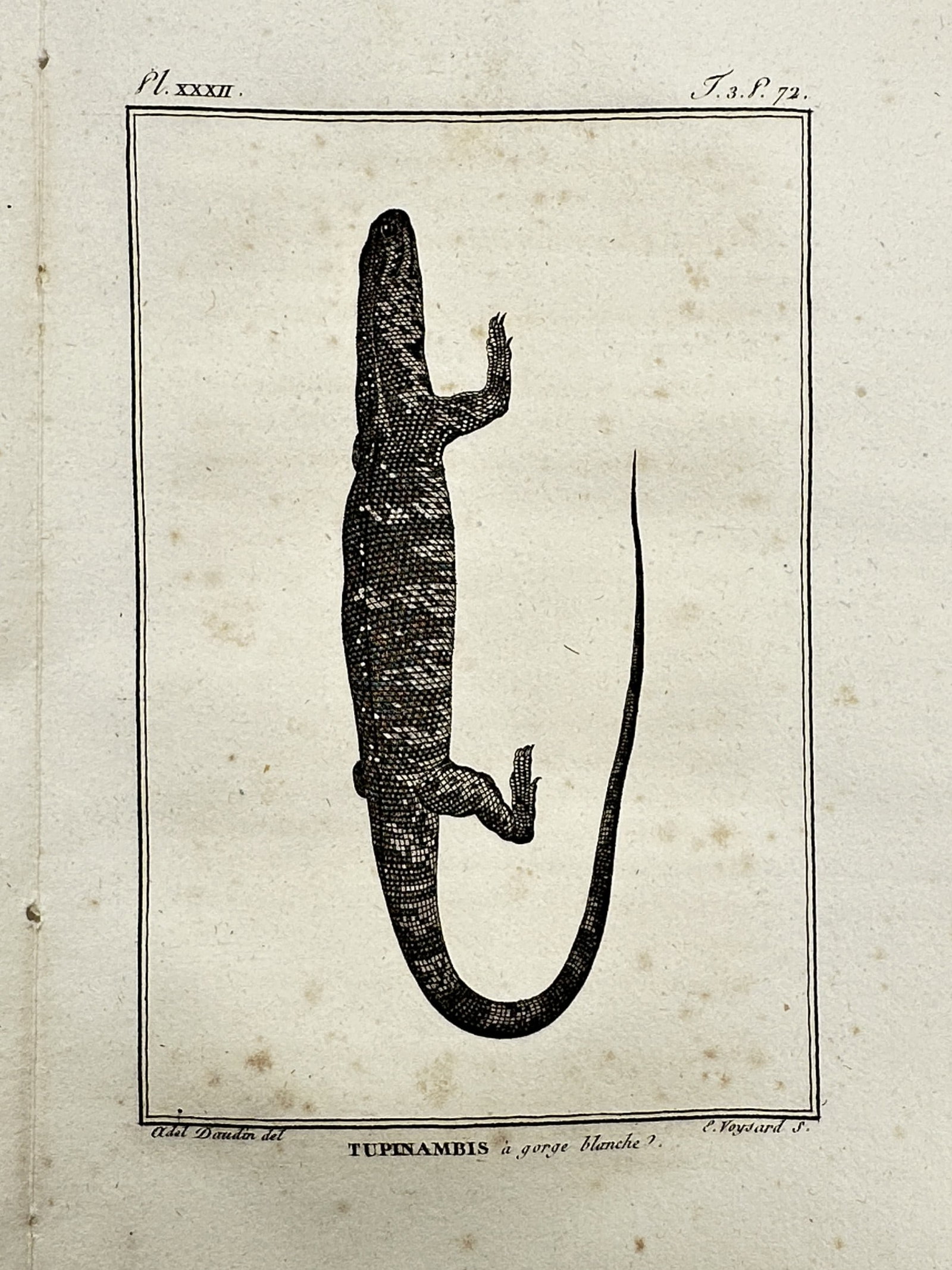 Georges-Louis Leclerc, Comte de Buffon – View of Buffon White-throated Monitor – Copper (1 of 2)